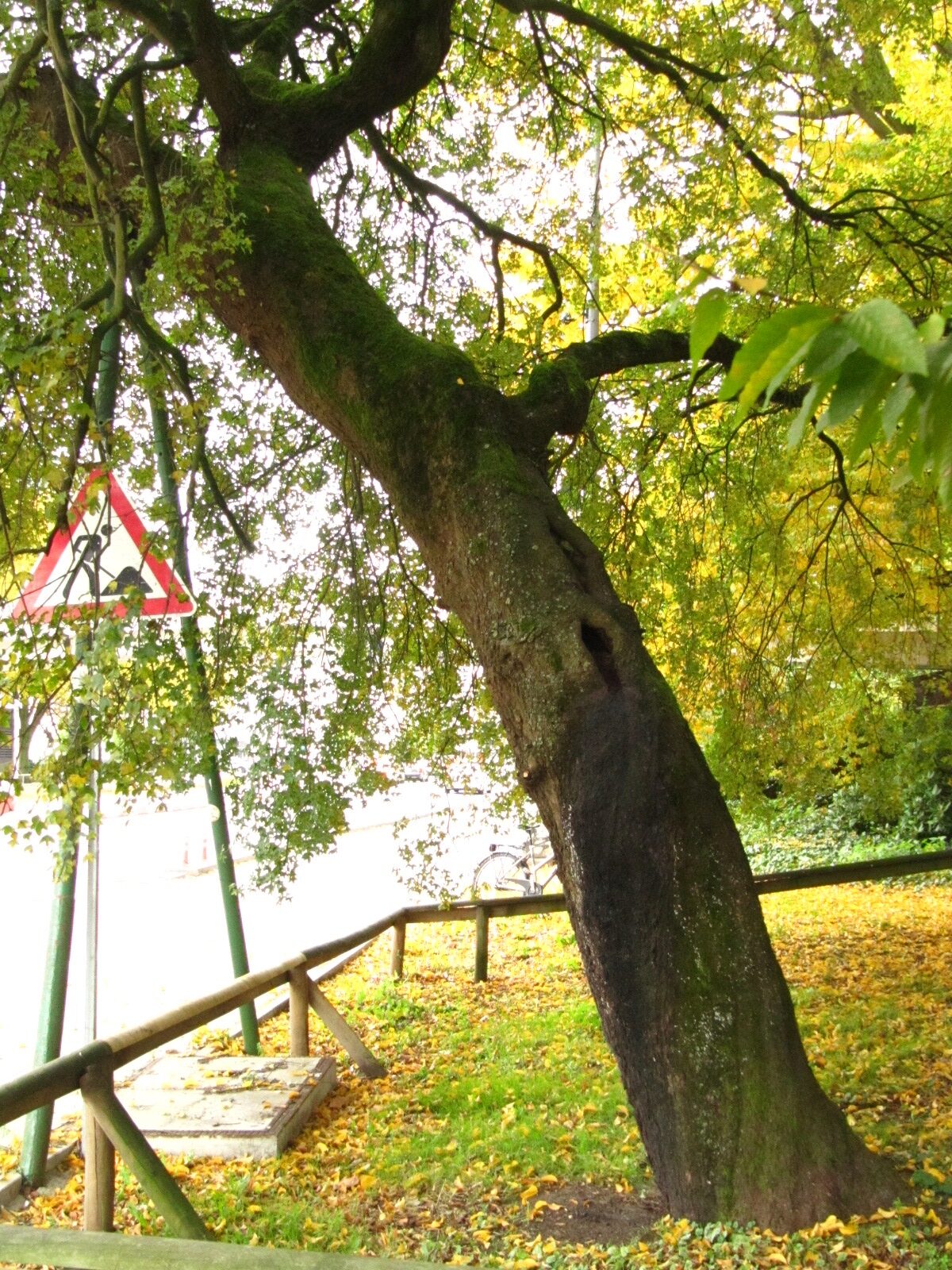 Acer monspessulanum - Hamburg - Okt. 2024