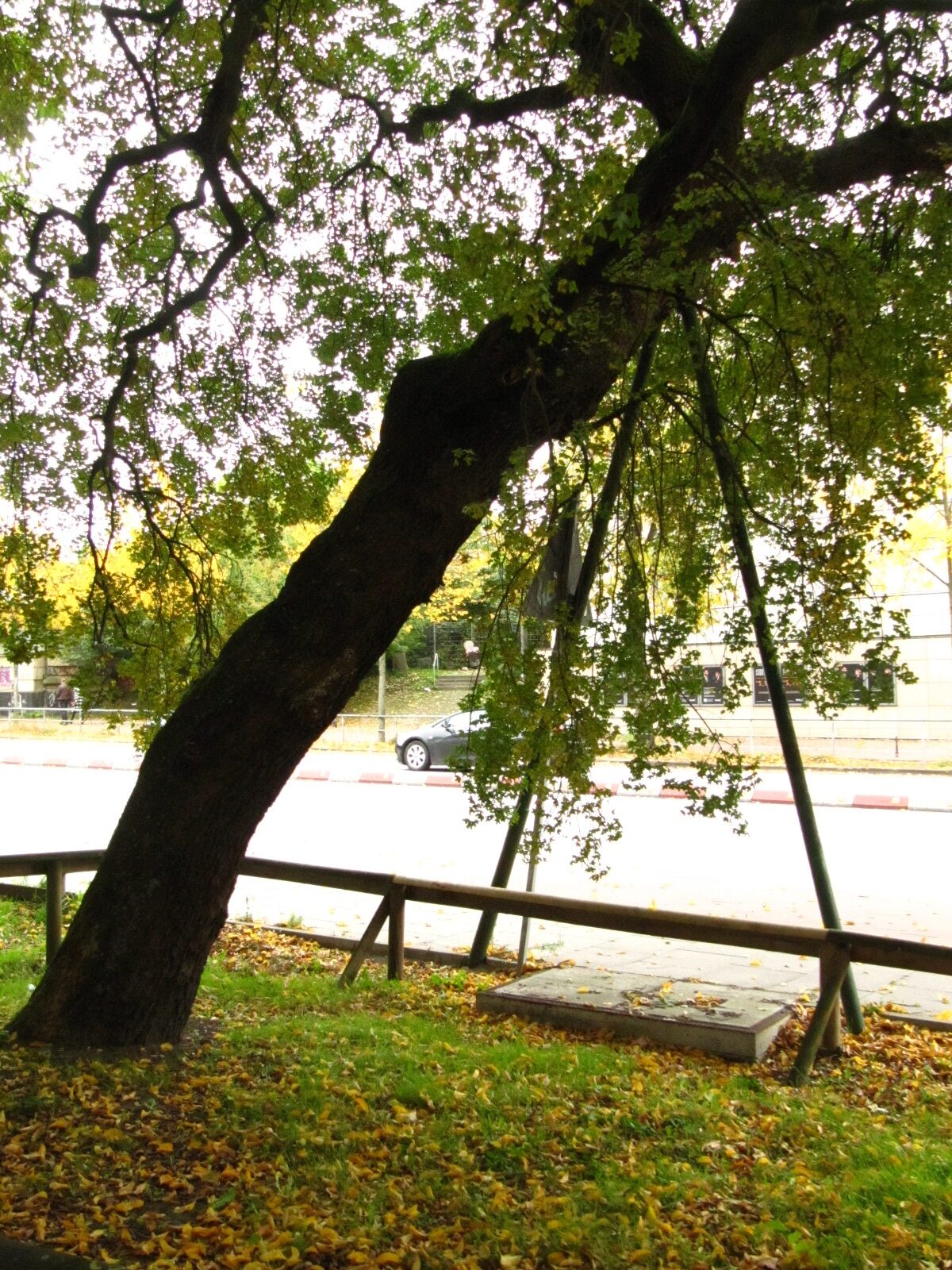Acer monspessulanum - Hamburg - Okt. 2024