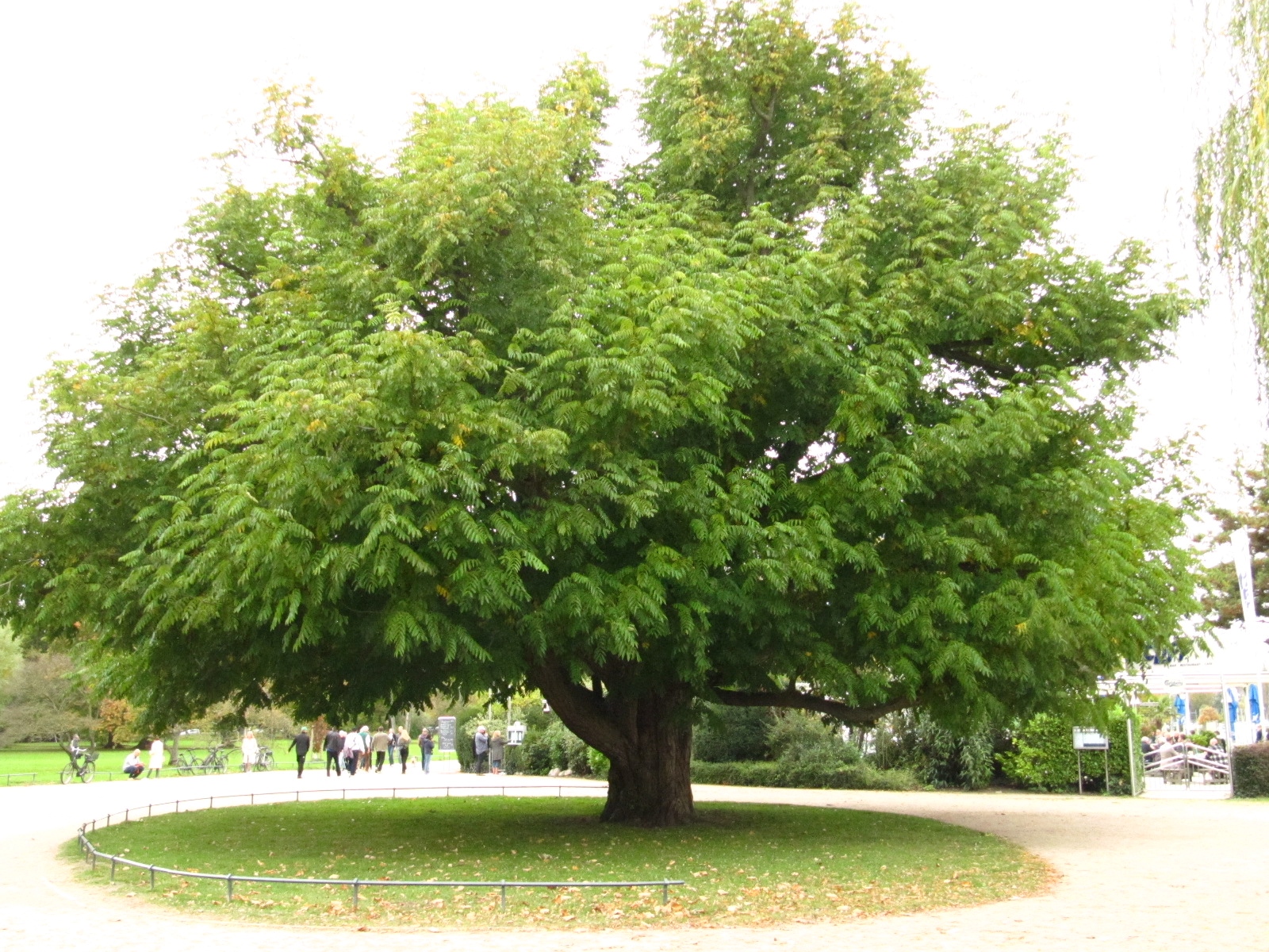Pterocarya fraxinifolia - Alsterpark Hamburg - Okt. 2024