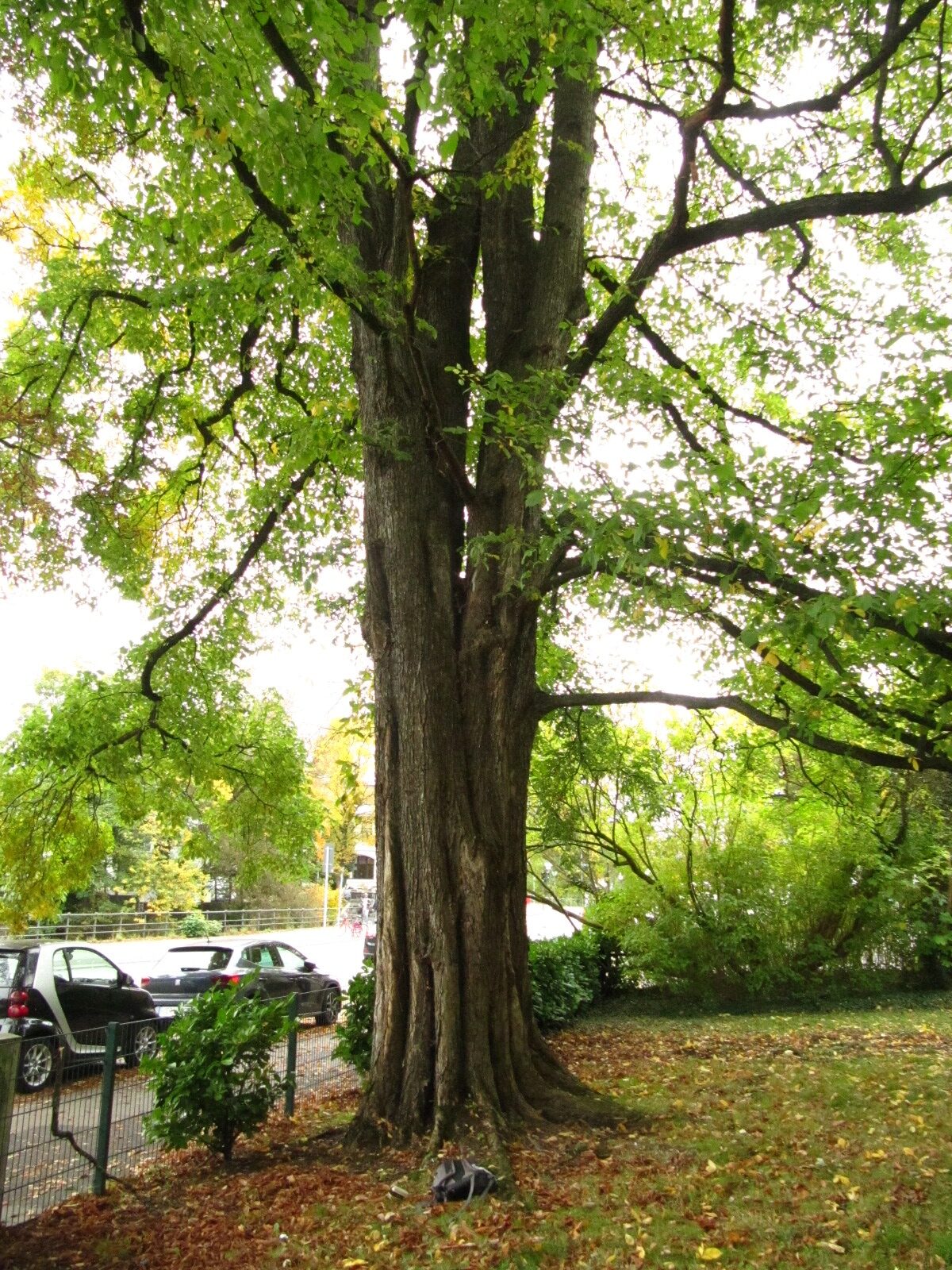 Ulmus laevis - Hamburg - Okt. 2024