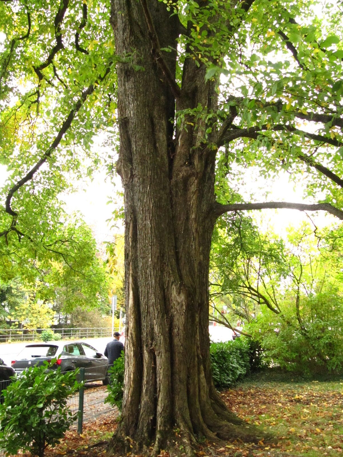 Ulmus laevis - Hamburg - Okt. 2024