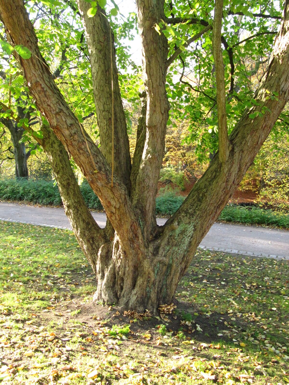 chinensis Corylus