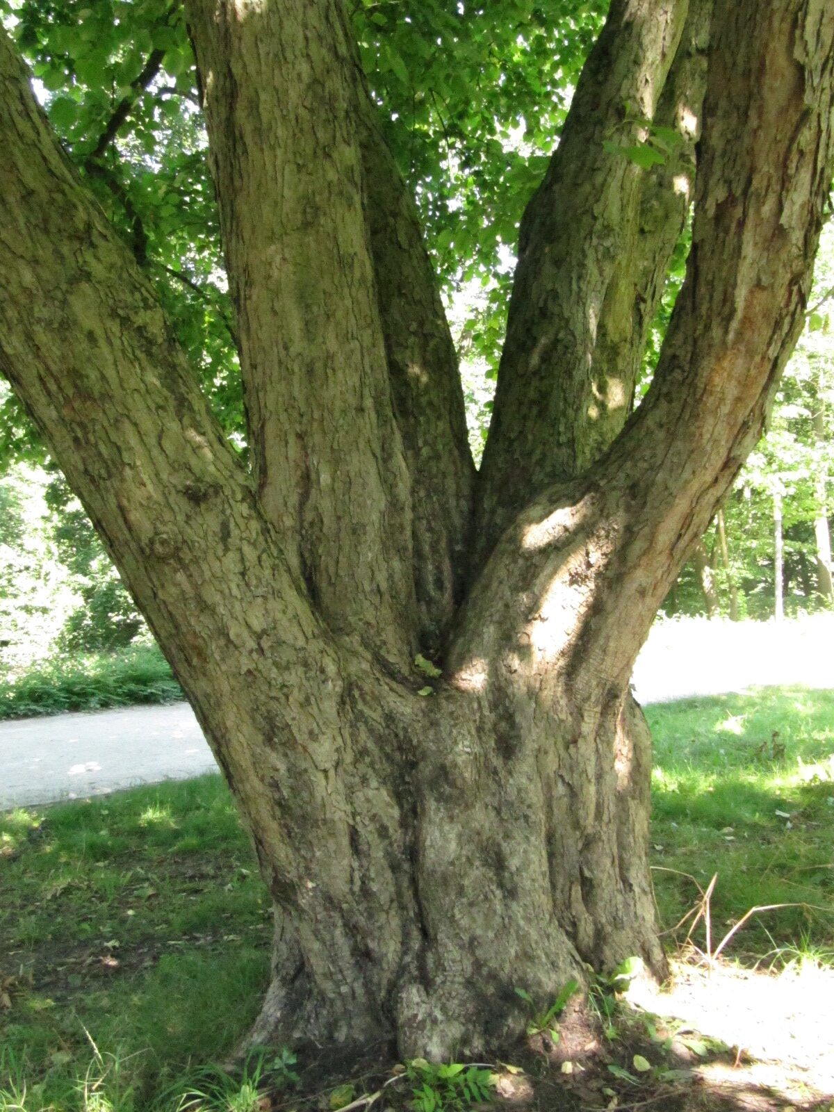 Corylus chinensis - Wallanlagen Hamburg - Juli 2024