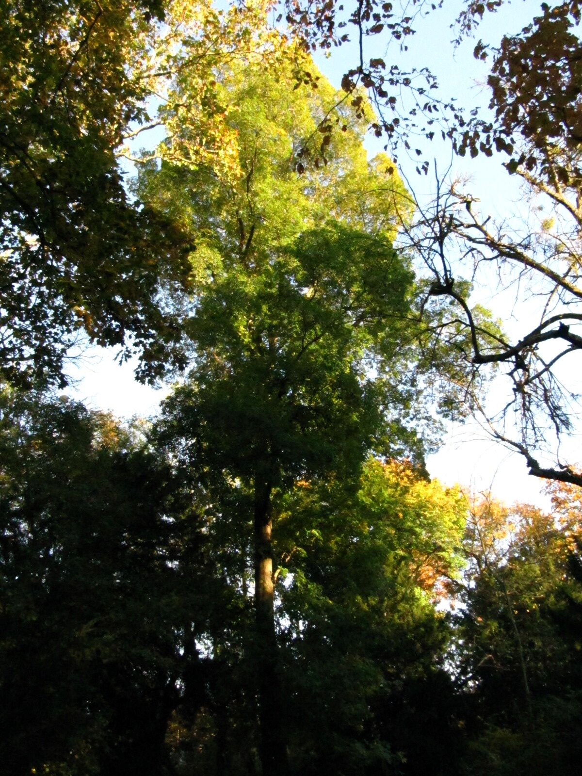 Carya cordiformis