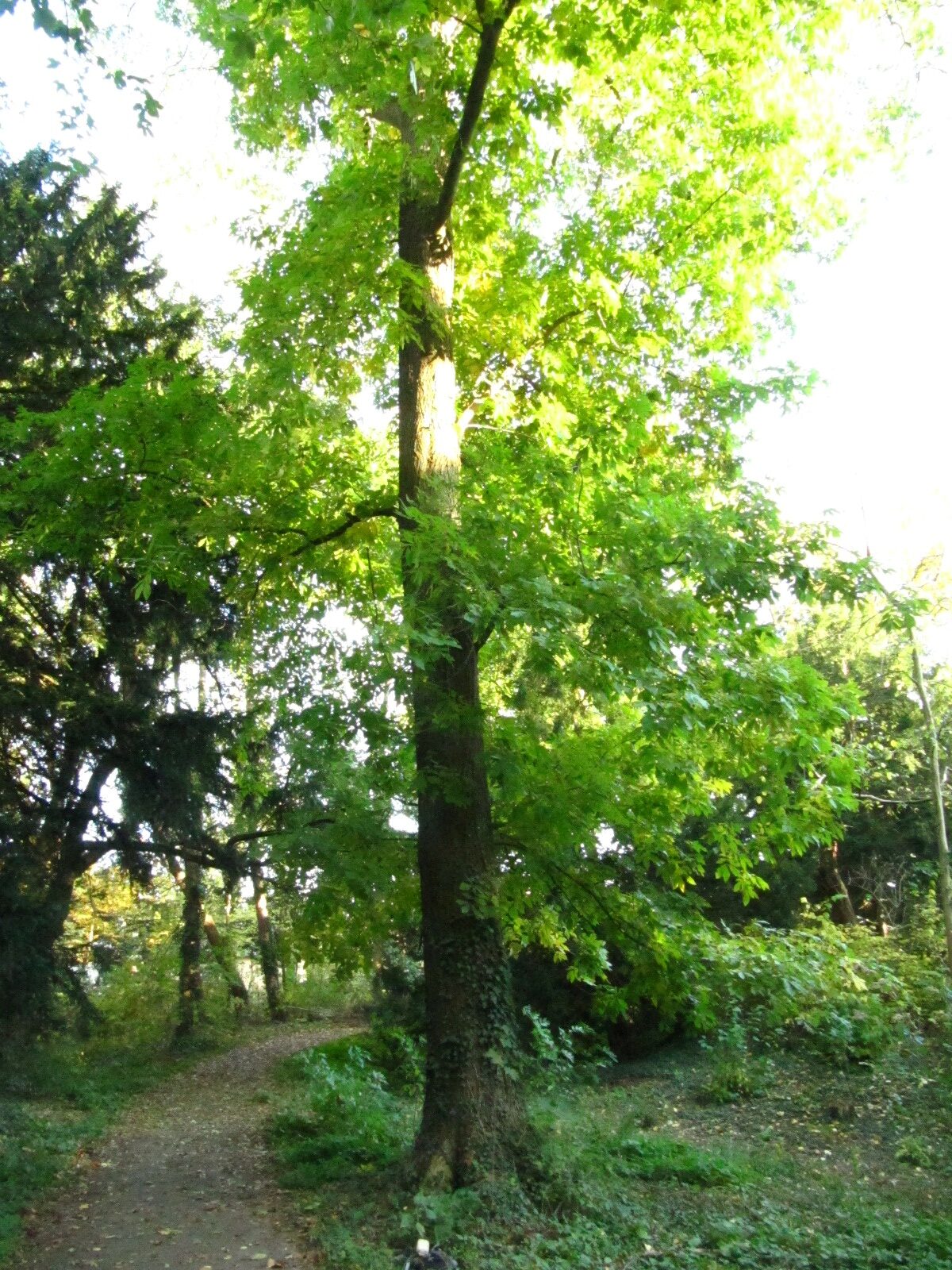 Carya cordiformis - Destedt - Okt. 2024