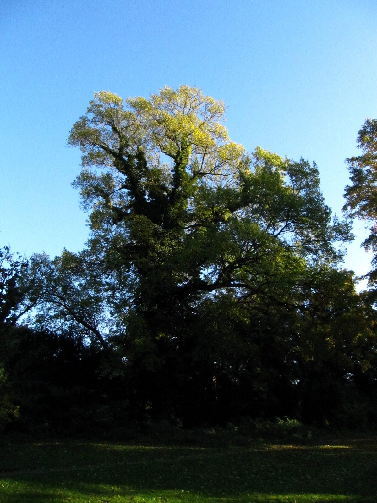 'Diversifolia' excelsior Fraxinus