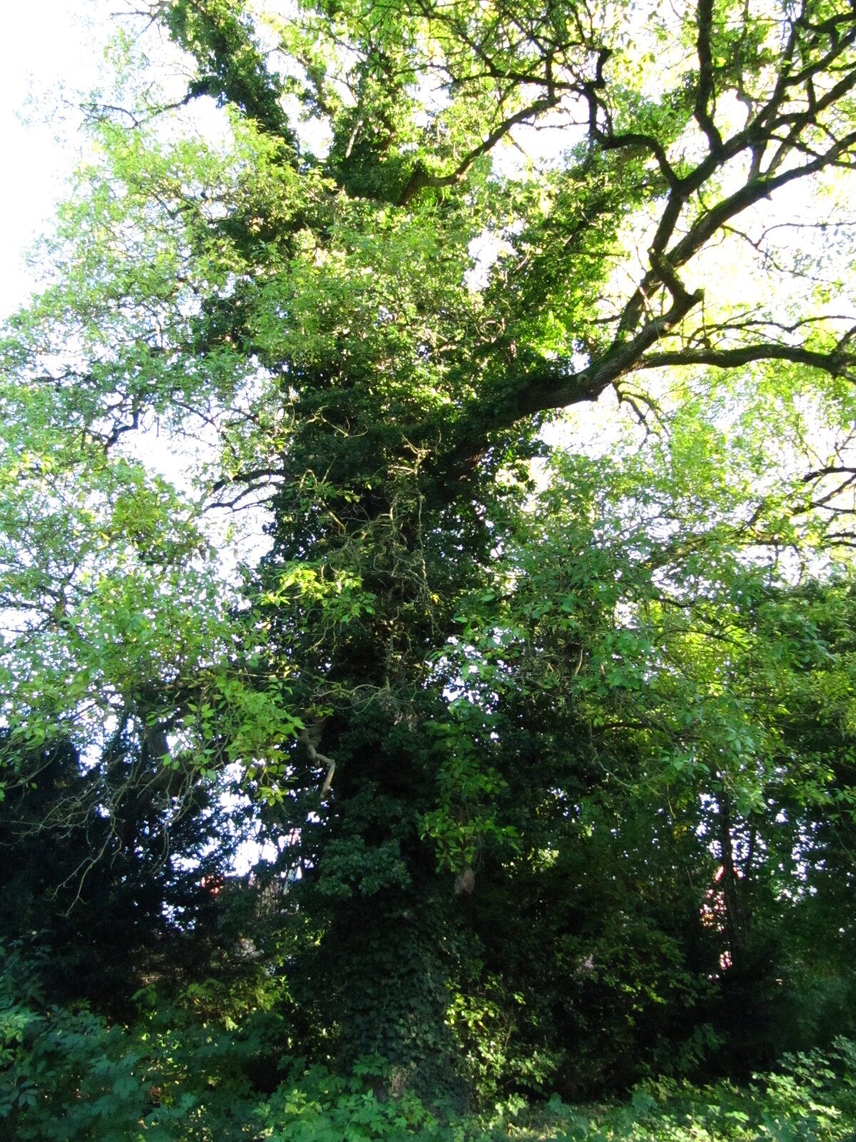 Fraxinus excelsior 'Diversifolia' - Destedt - Okt. 2024