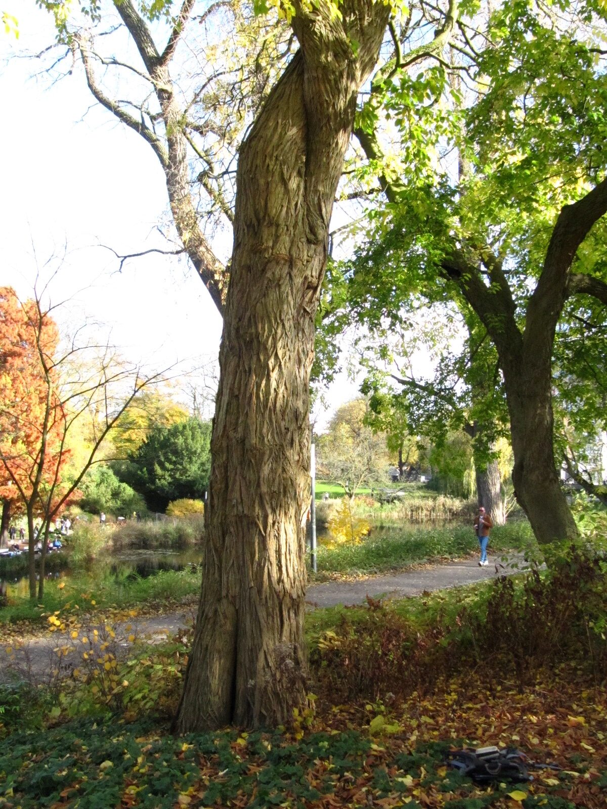 Maclura pomifera - Alter Botanischer Garten Hamburg - Nov. 2024