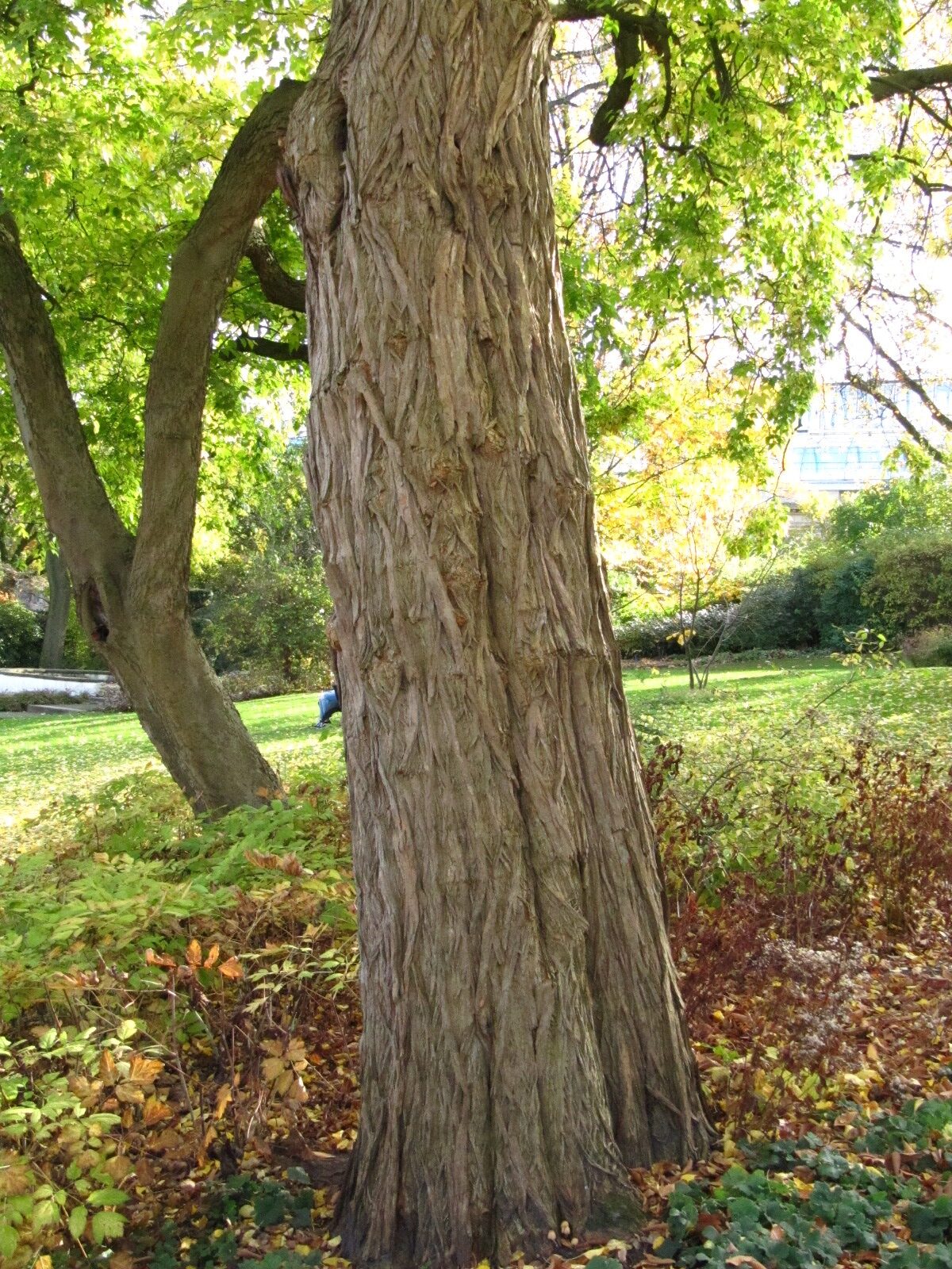 Maclura pomifera - Alter Botanischer Garten Hamburg - Nov. 2024