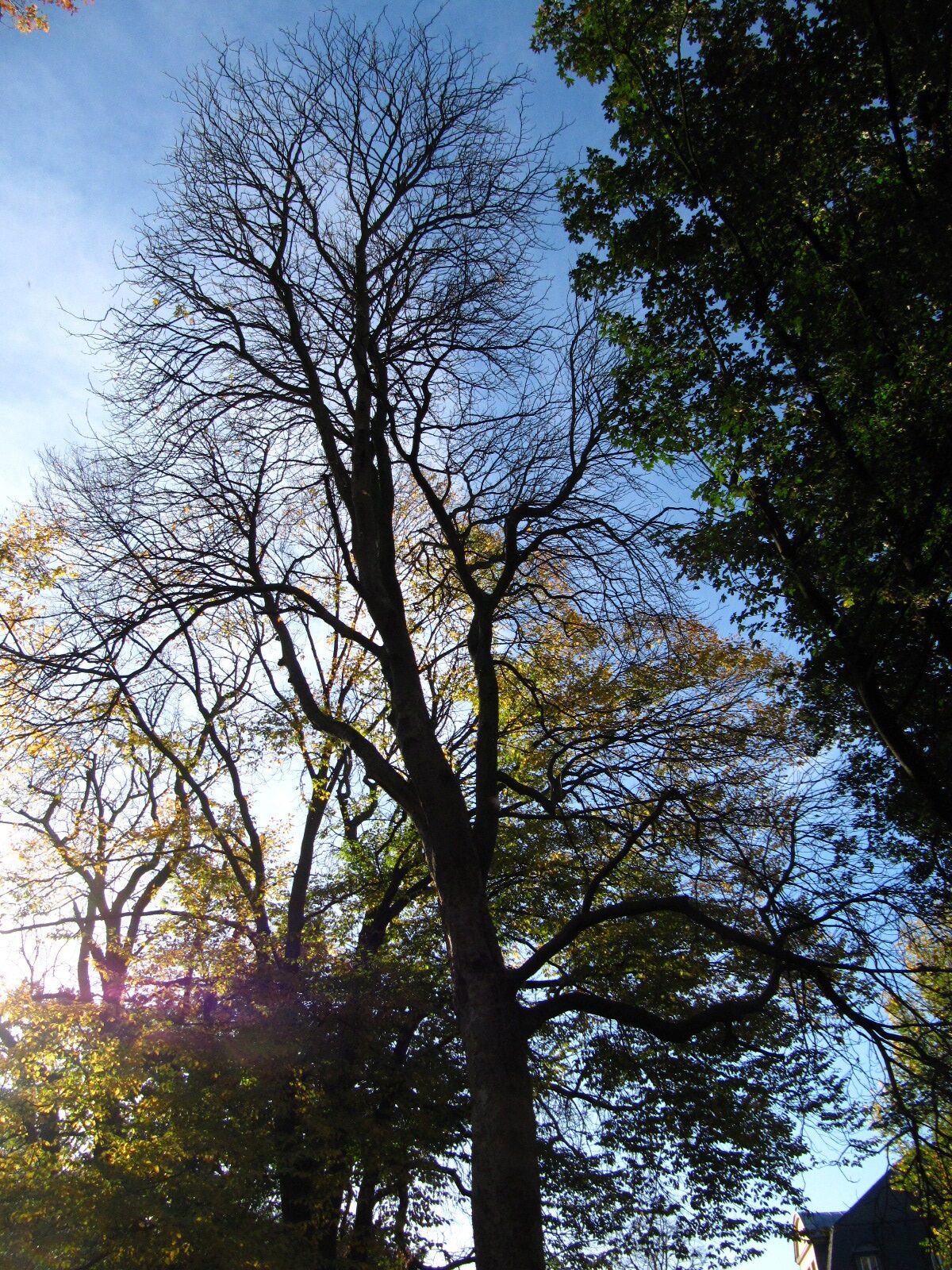 Aesculus flava