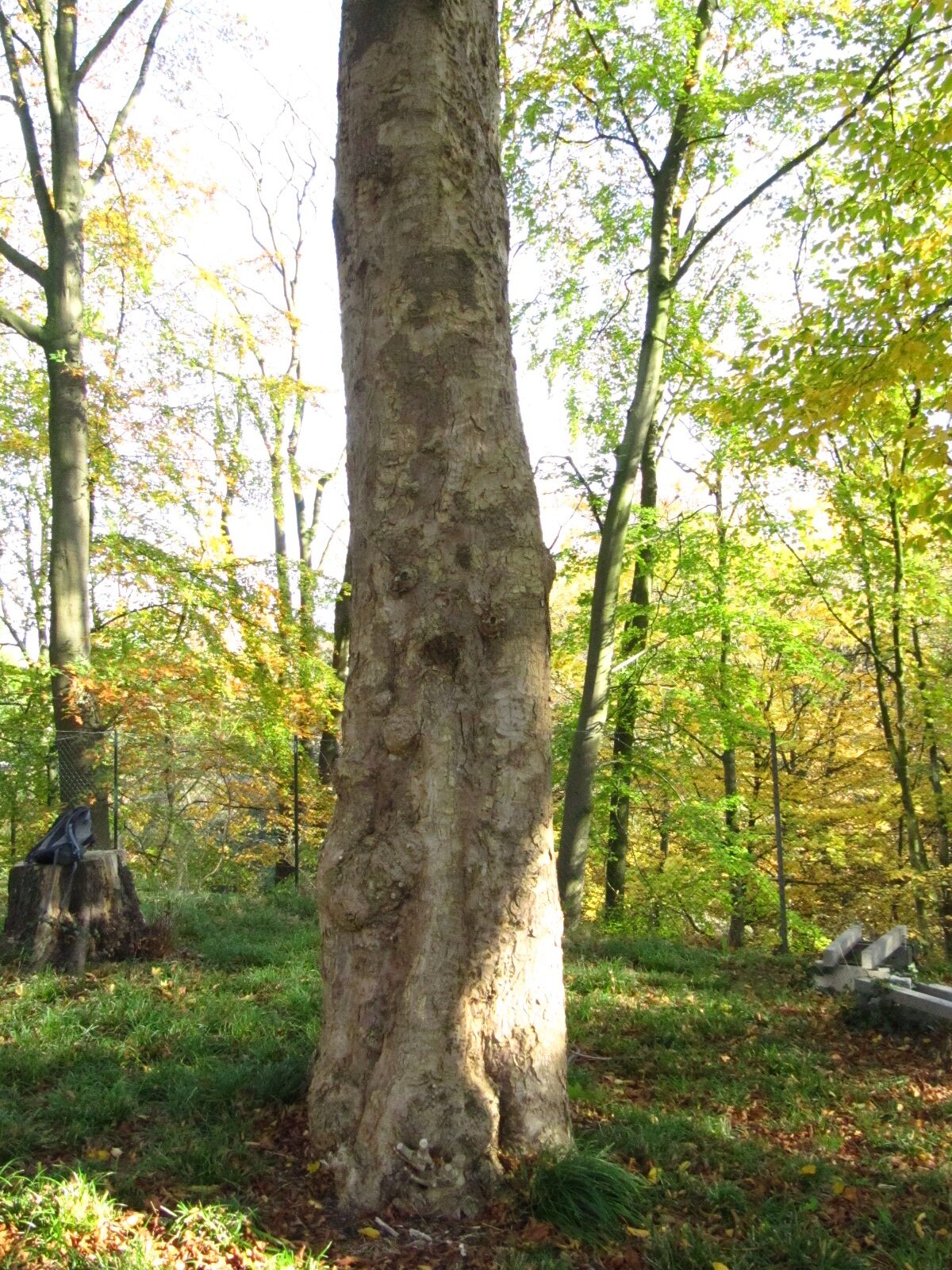 Aesculus flava - Hamburg - Nov. 2024