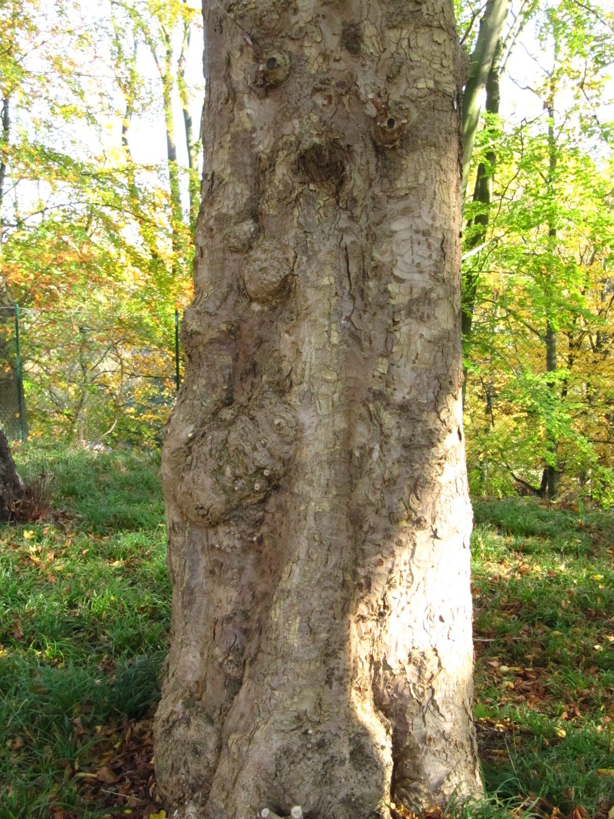 Aesculus flava - Hamburg - Nov. 2024