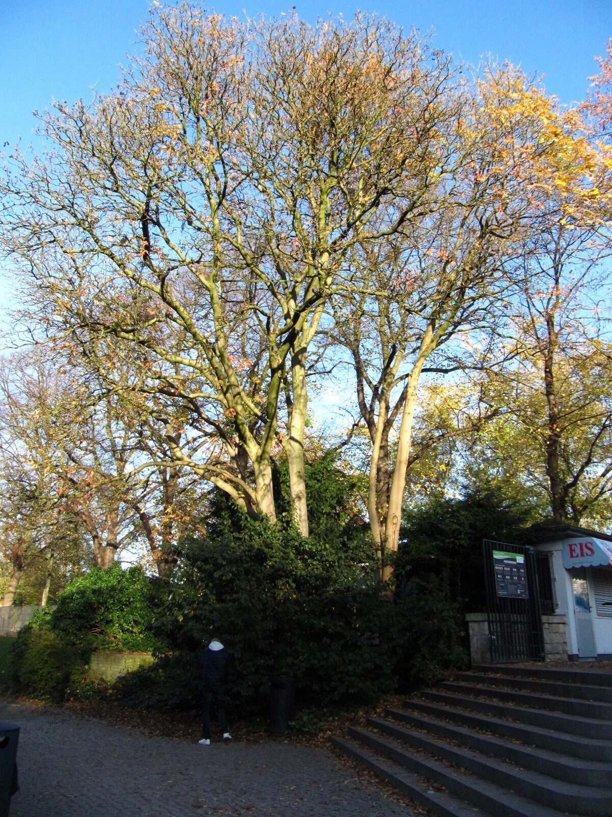 Fraxinus ornus