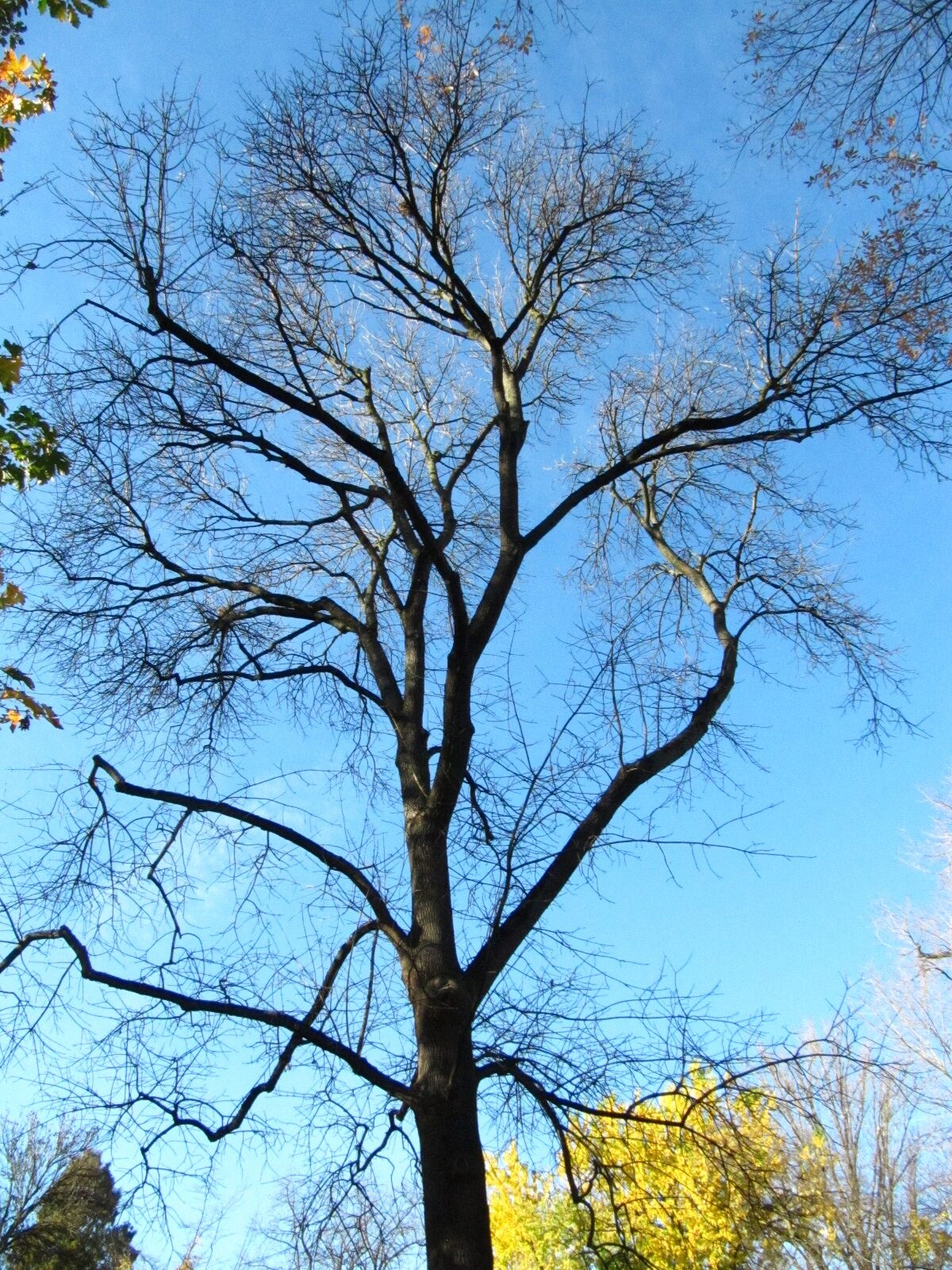 Fraxinus pennsylvanica