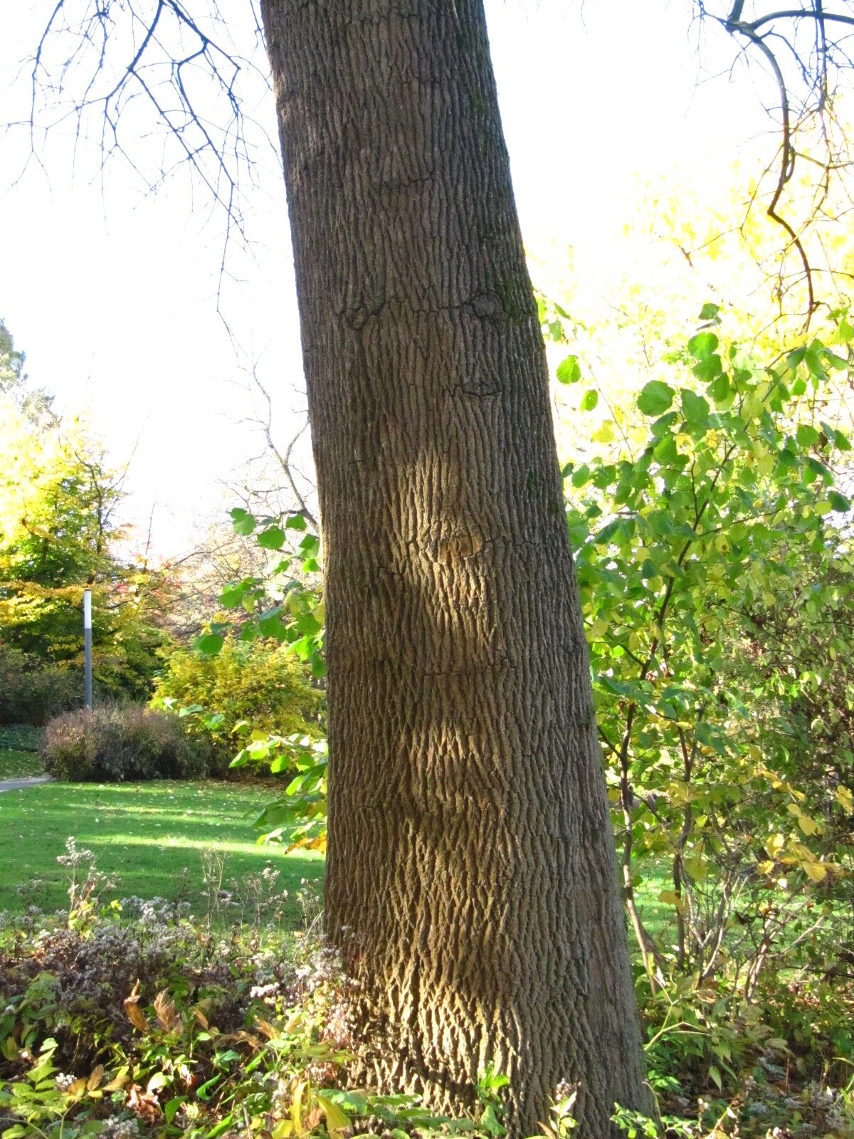 Fraxinus pennsylvanica - Alter Botanischer Garten Hamburg - Nov. 2024