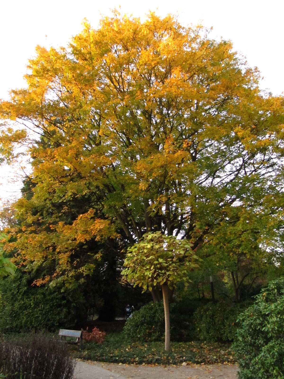 × zoeschense Acer