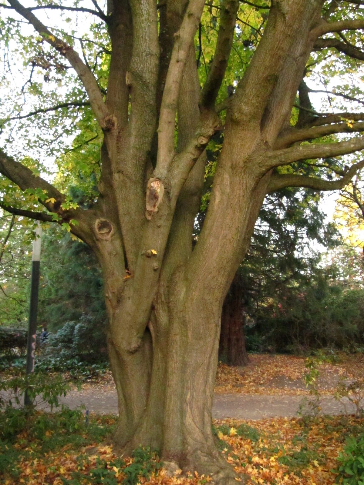 Acer × zoeschense - Alter Botanischer Garten Hamburg - Nov. 2024