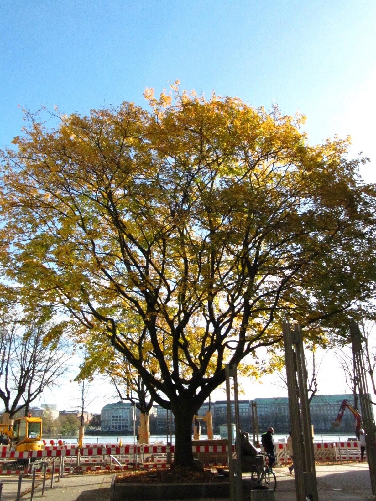 Acer × zoeschense - Hamburg - Nov. 2024
