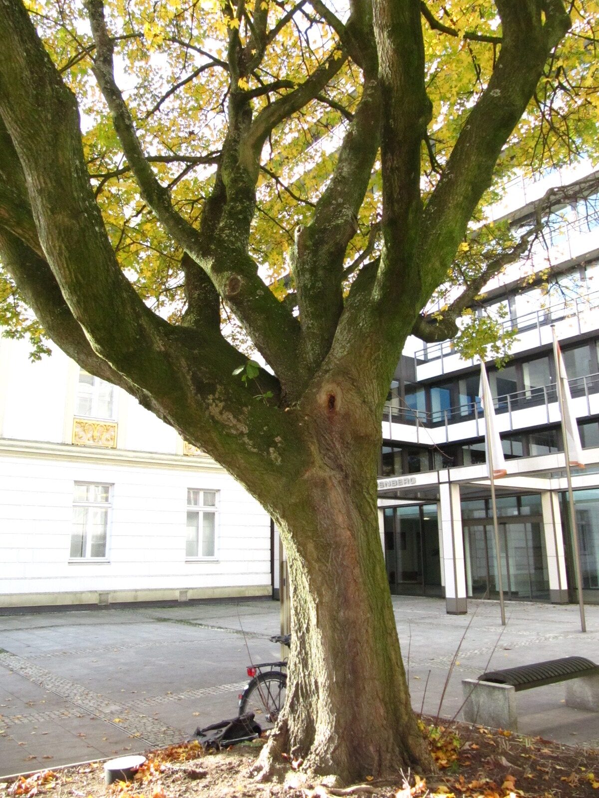 Acer × zoeschense - Hamburg - Nov. 2024