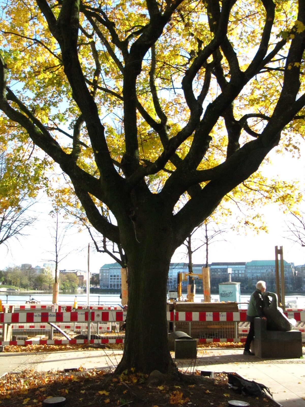 Acer × zoeschense - Hamburg - Nov. 2024