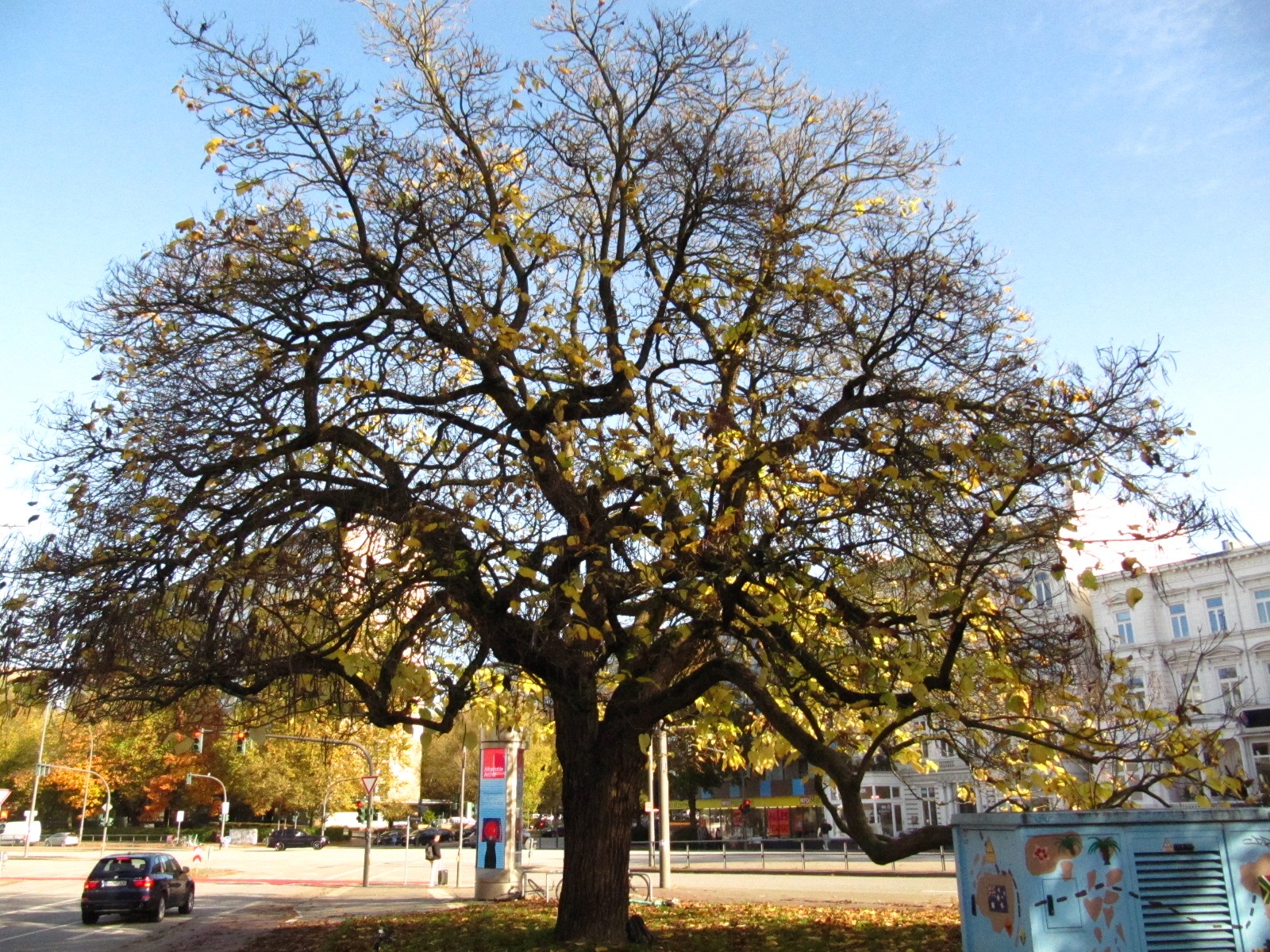 Catalpa bignonioides - Hamburg - Nov. 2024