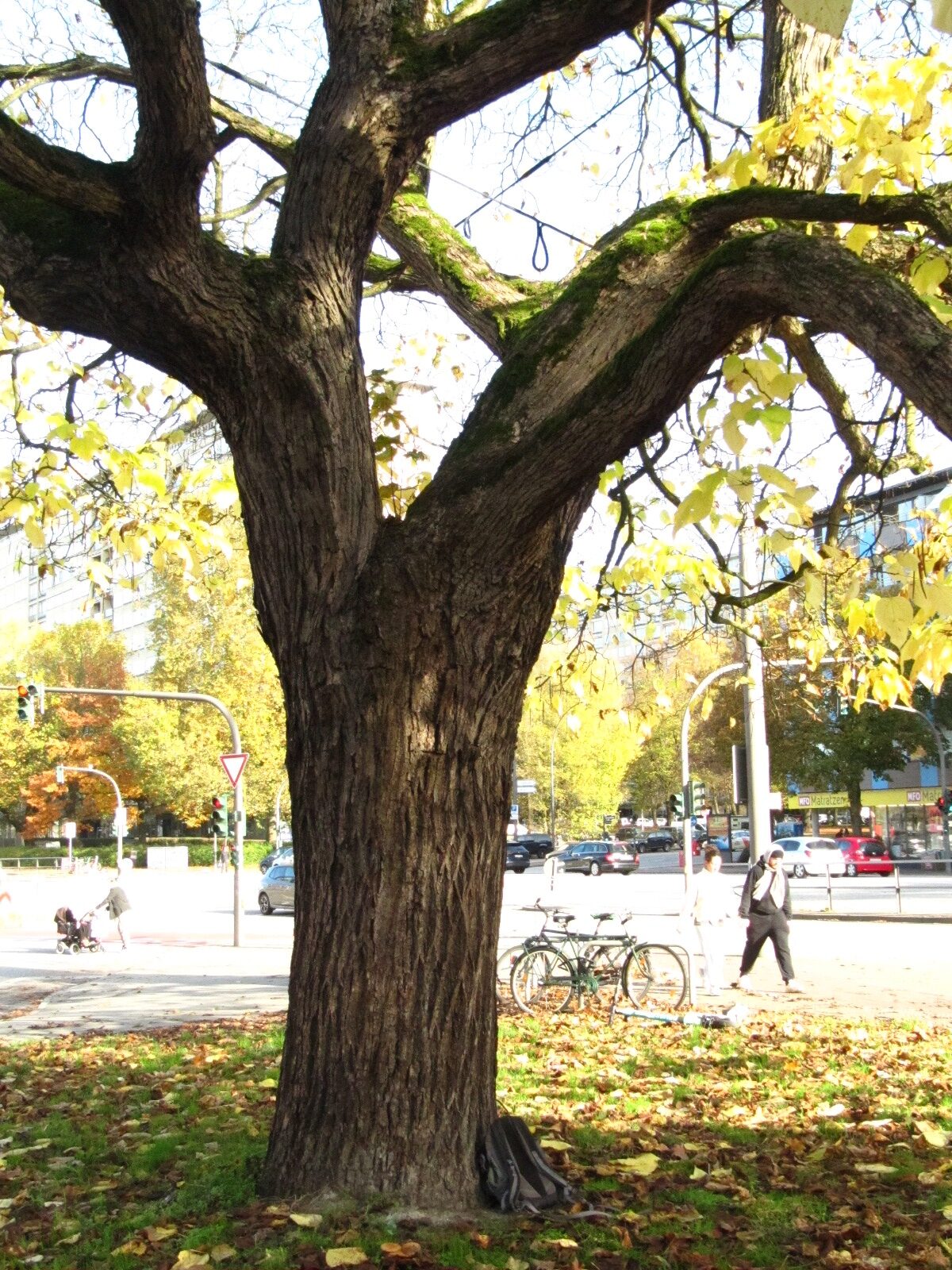 Catalpa bignonioides - Hamburg - Nov. 2024