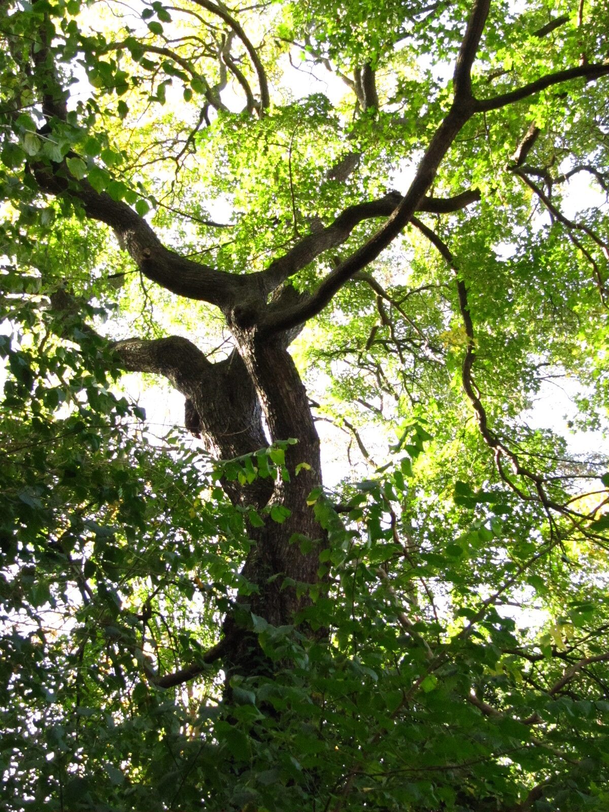 Acer campestre - Hamburg - Nov. 2024