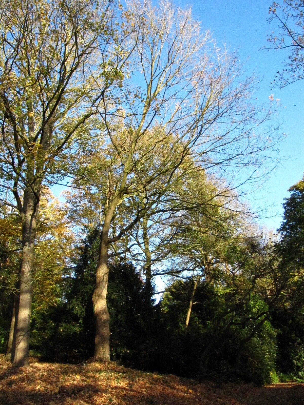Acer saccharum