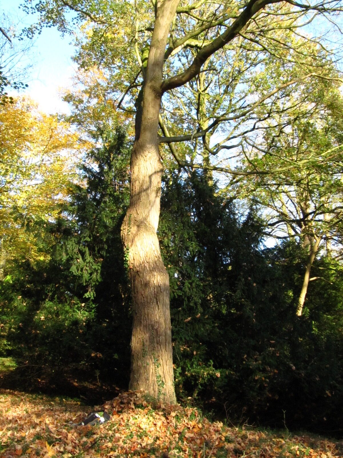 Acer saccharum - Bremen-Lesum - Nov. 2024