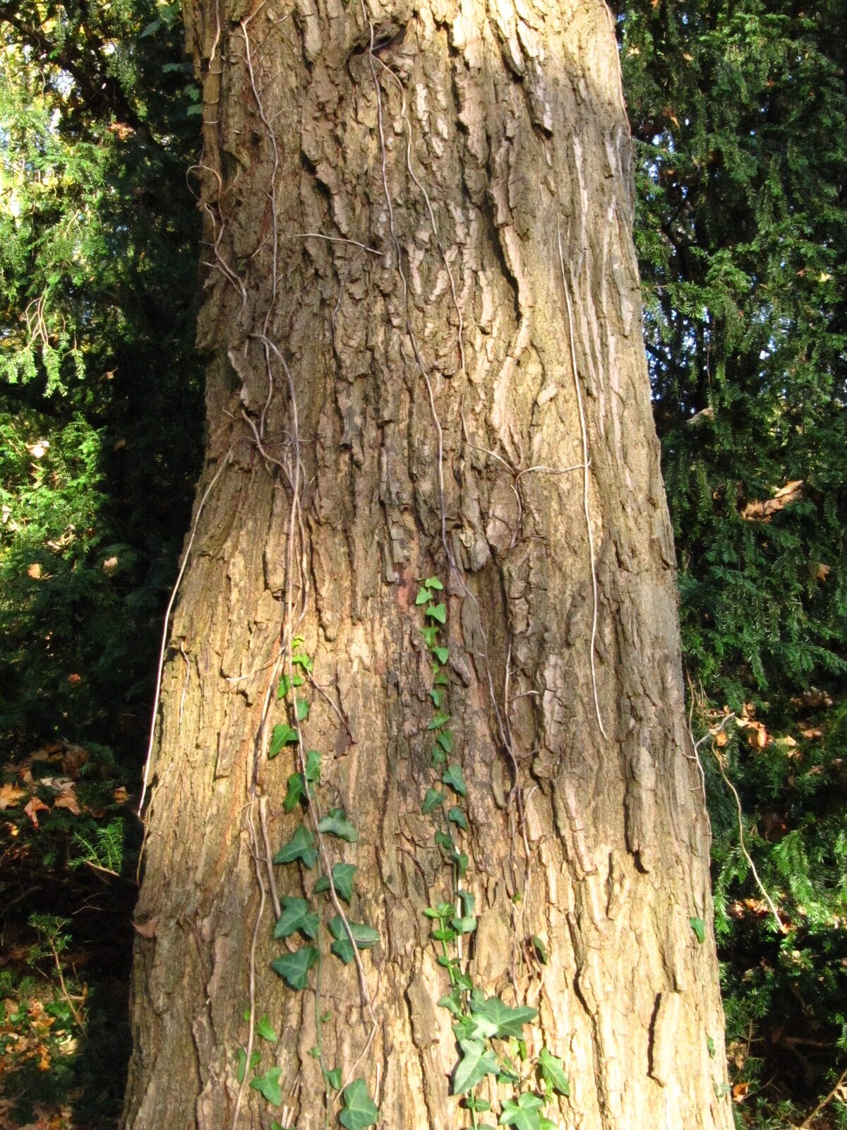 Acer saccharum - Bremen-Lesum - Nov. 2024