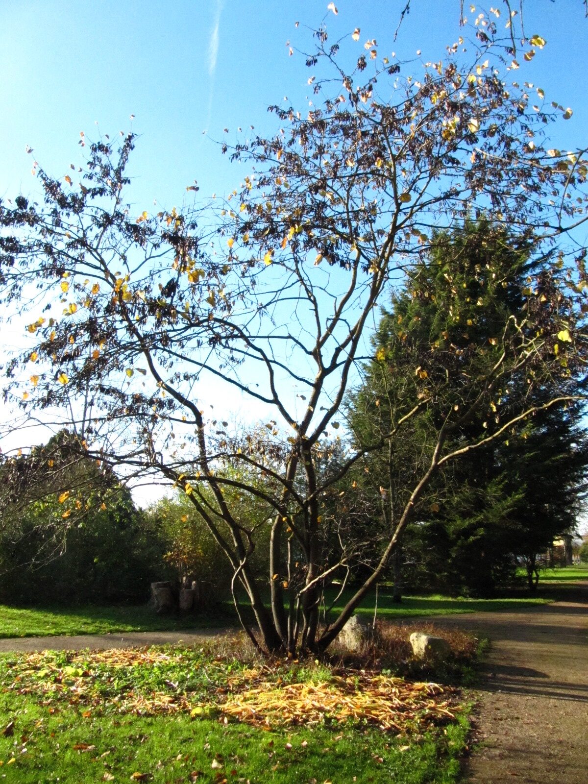 Cercis siliquastrum