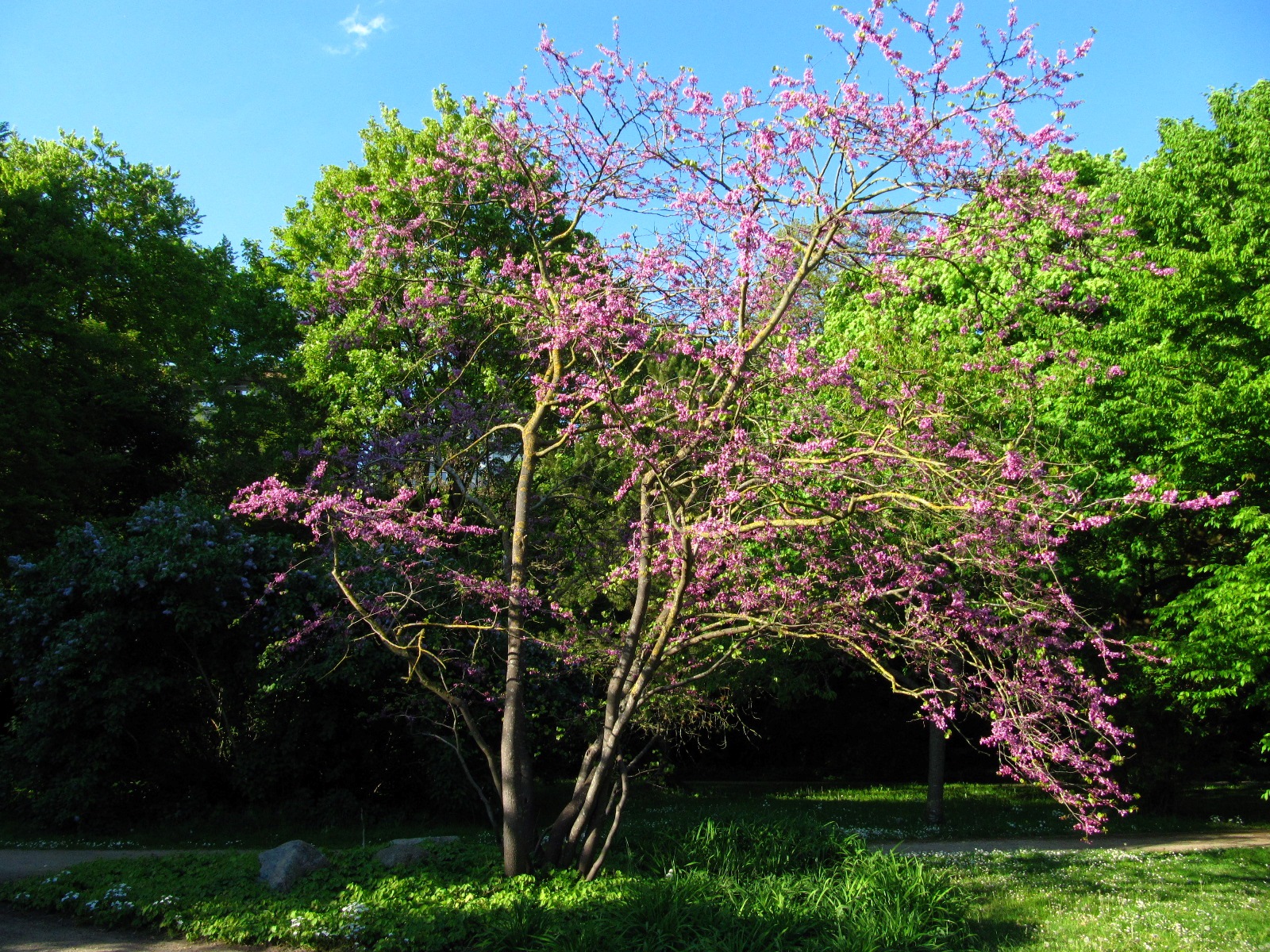 Cercis siliquastrum - Bremen-Vegesack - Mai 2025