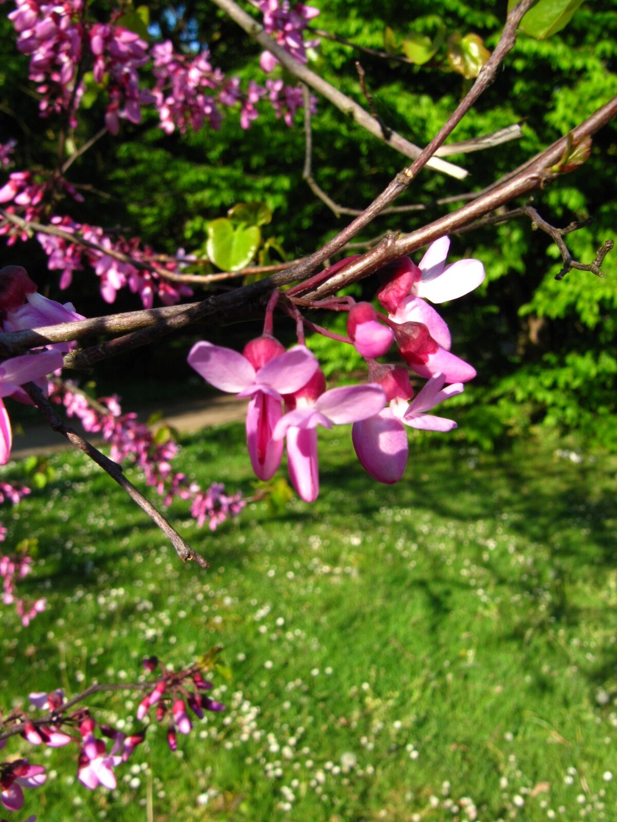 Cercis siliquastrum - Bremen-Vegesack - Mai 2025