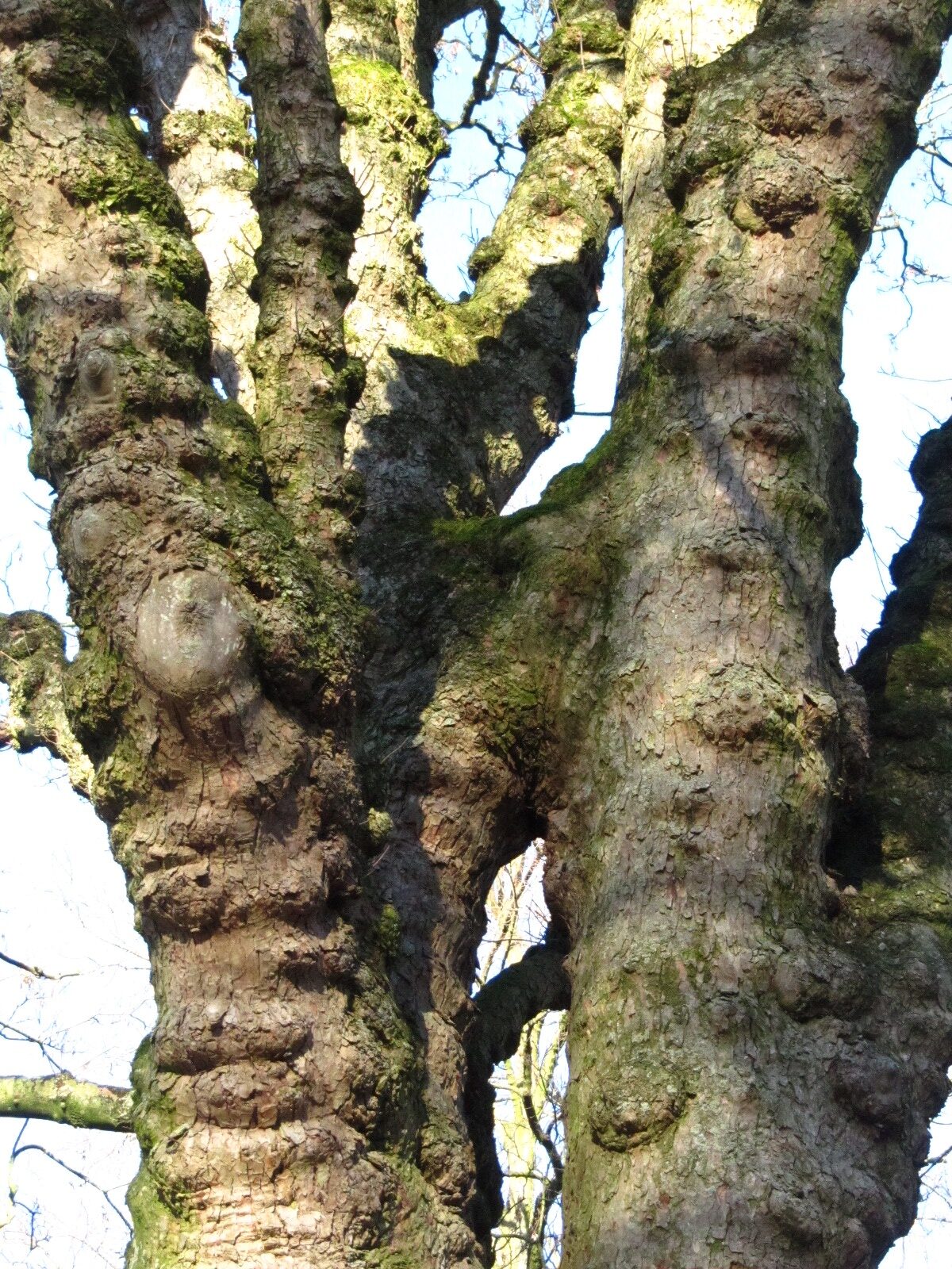 Acer pseudoplatanus - Oldenburg Wunderburgpark - Dez. 2024