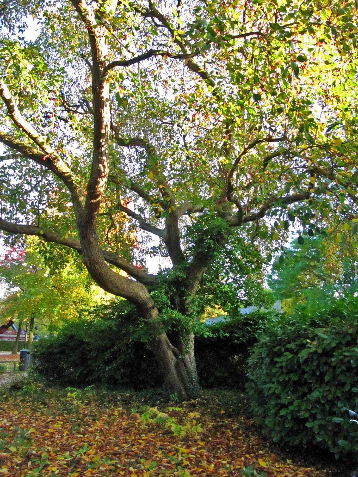 hupehensis Malus