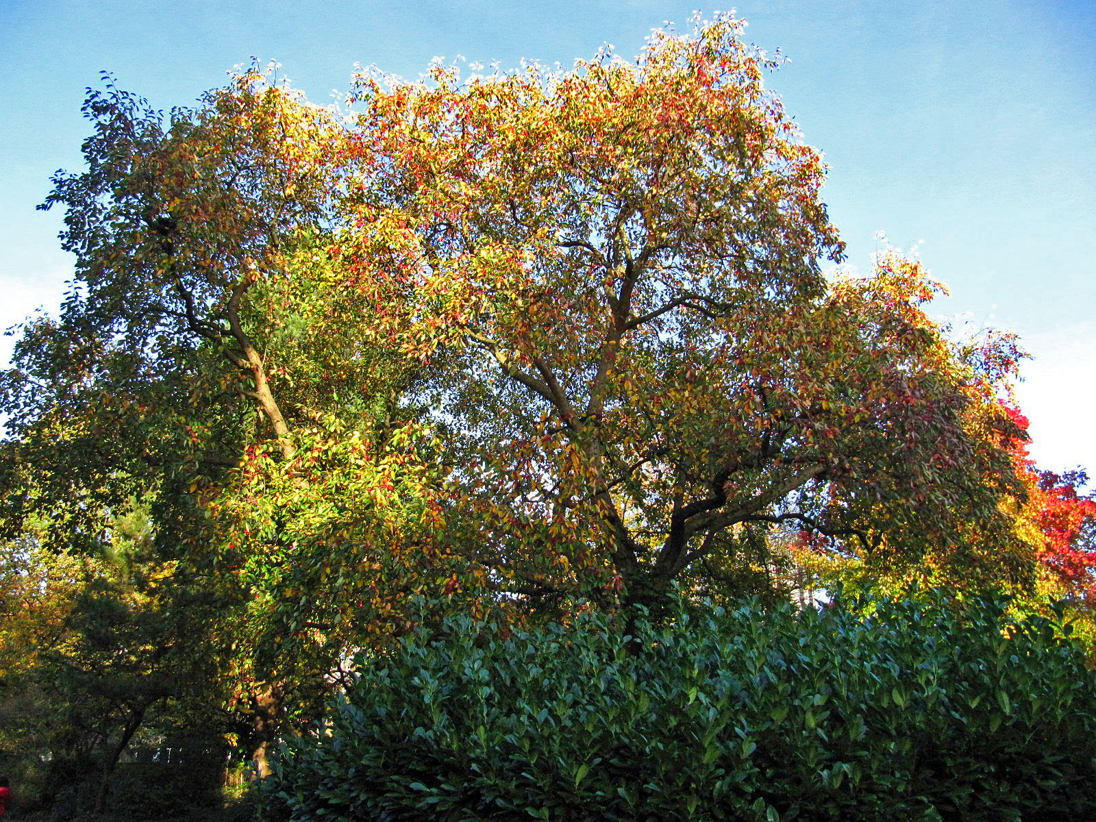 Malus hupehensis - Planten und Blomen Hamburg - Nov. 2024