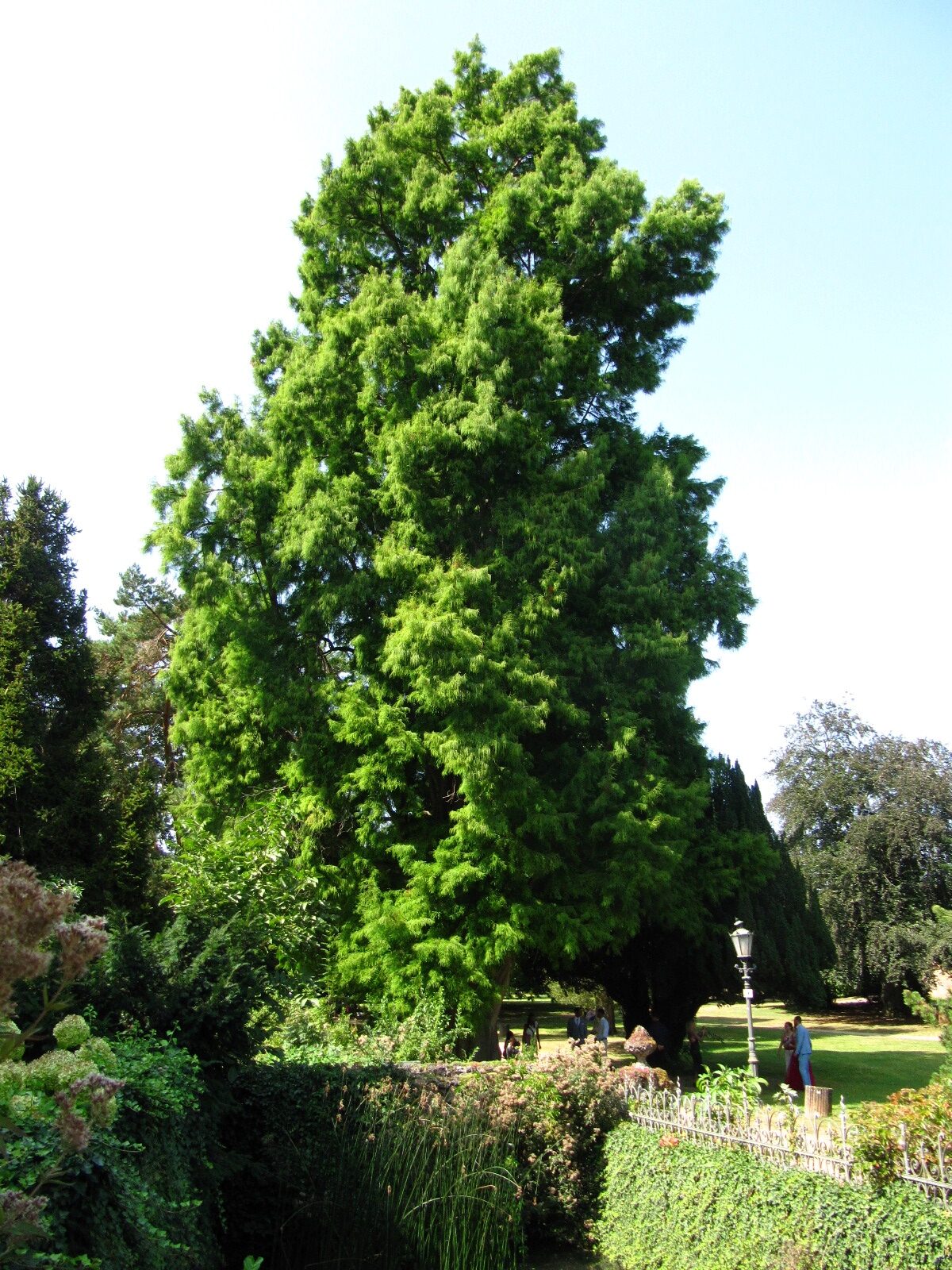 Taxodium distichum - Schlosspark Bad Kreuznach - Aug. 2024