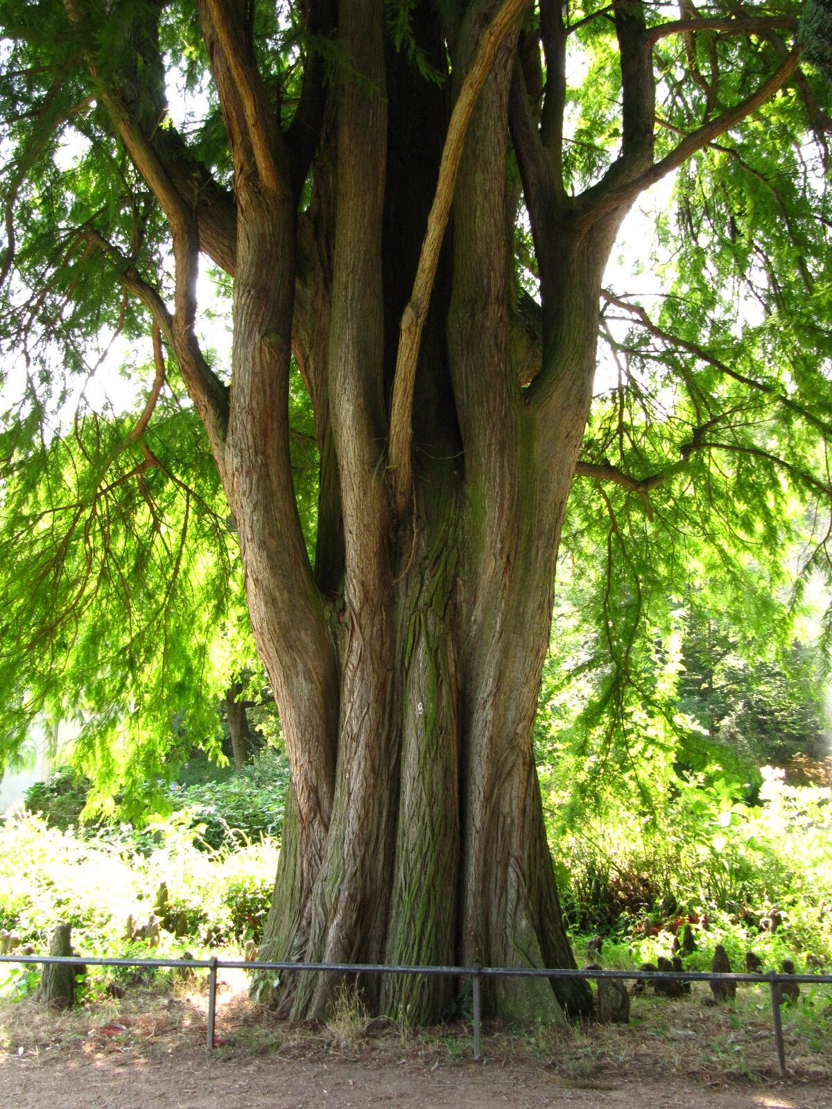Taxodium distichum - Schlosspark Bad Kreuznach - Aug. 2024
