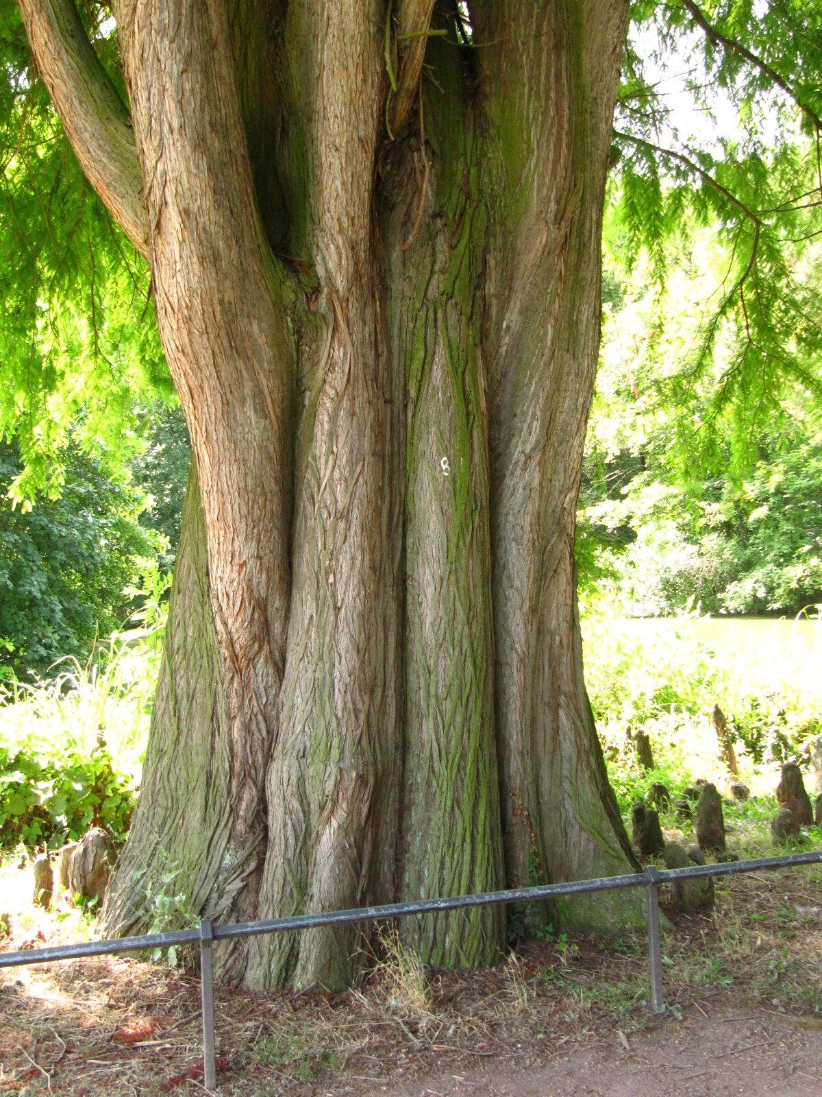 Taxodium distichum - Schlosspark Bad Kreuznach - Aug. 2024