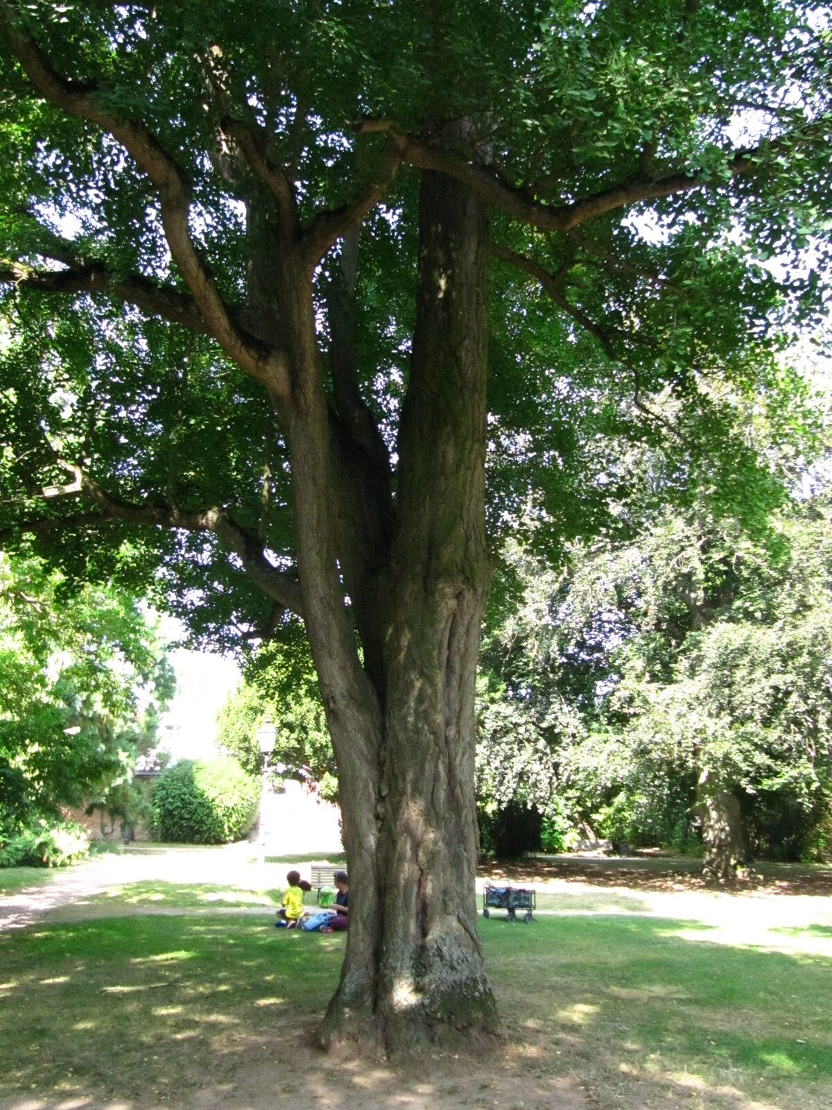 Gingko biloba - Schlosspark Bad Kreuznach - Aug. 2024