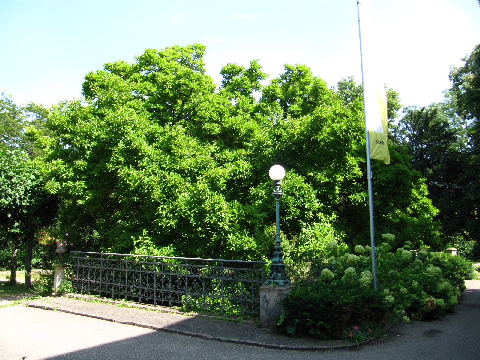 Magnolia x soulangeana - Schlosspark Bad Kreuznach - Aug. 2024