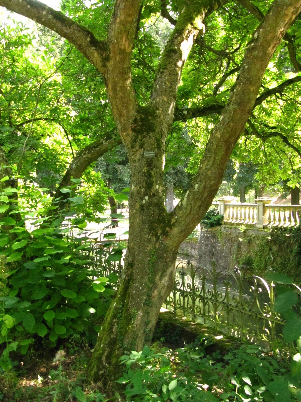 Magnolia x soulangeana - Schlosspark Bad Kreuznach - Aug. 2024