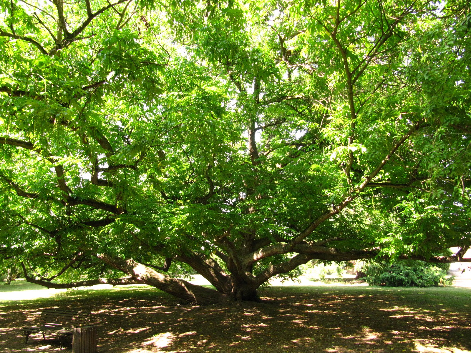 Pterocarya fraxinifolia - Schlosspark Bad Kreuznach - Aug. 2024