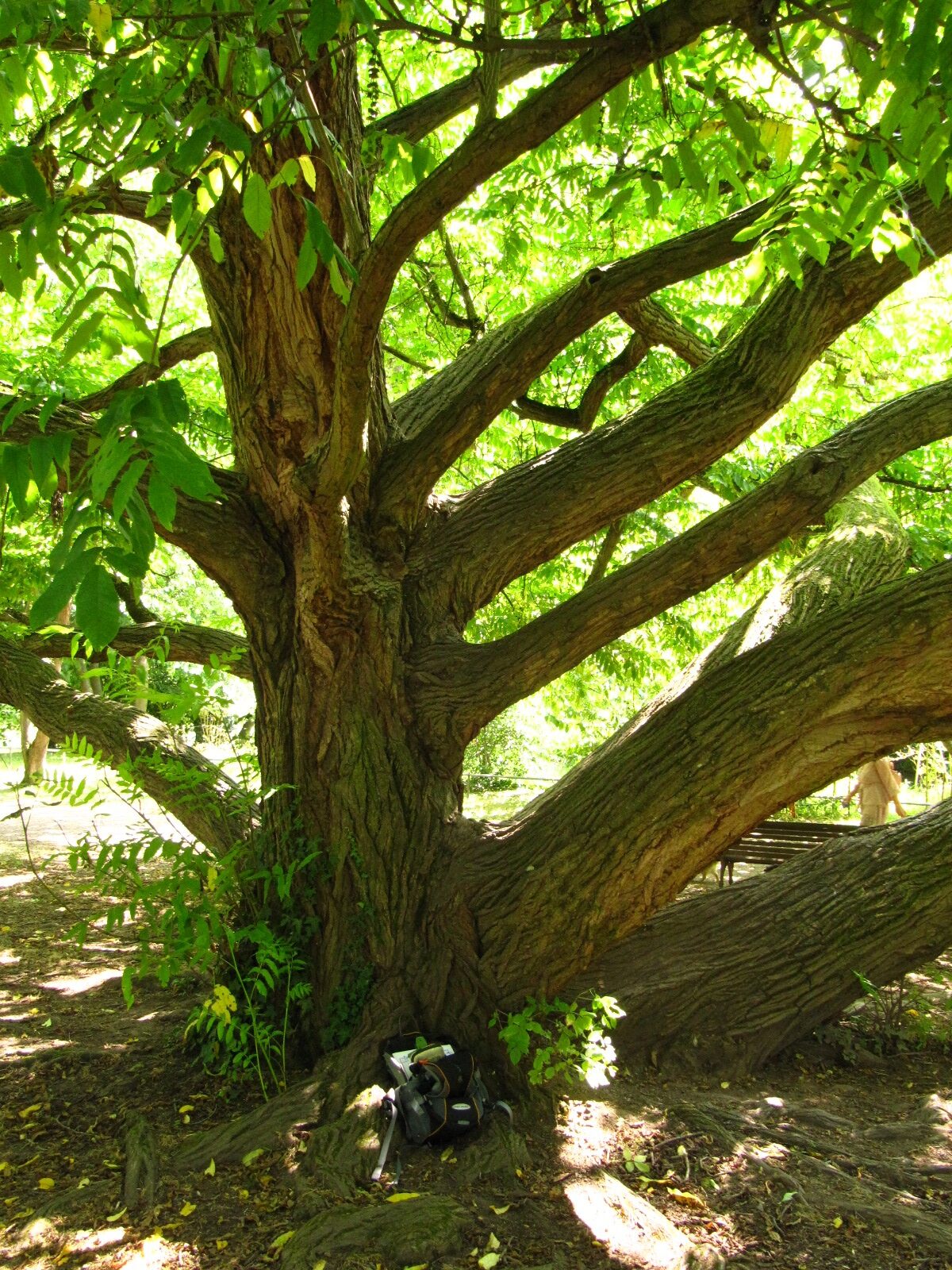 Pterocarya fraxinifolia - Schlosspark Bad Kreuznach - Aug. 2024