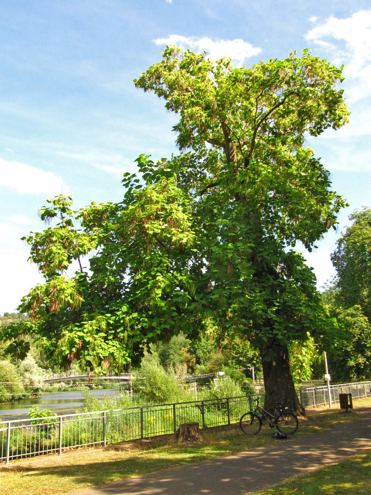 Catalpa bignonioides - Salinental Bad Kreuznach - Aug. 2024