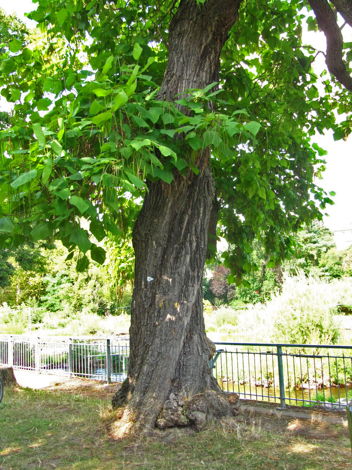 Catalpa bignonioides - Salinental Bad Kreuznach - Aug. 2024