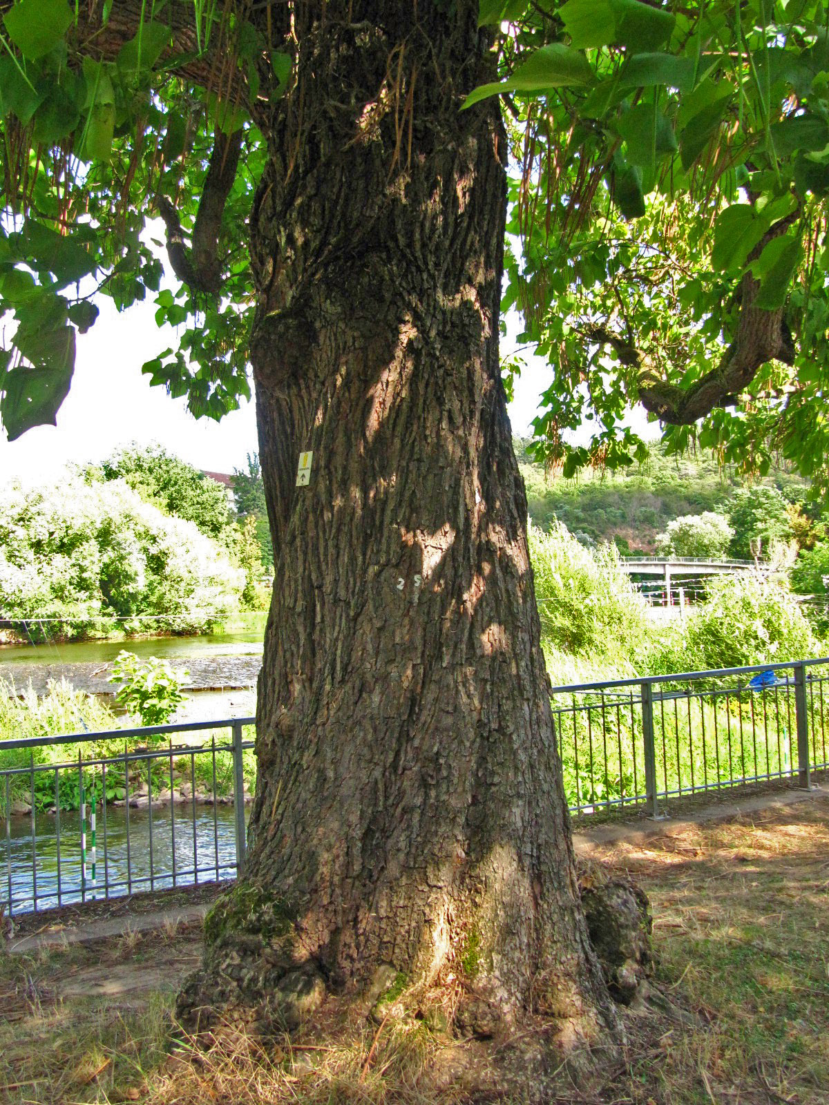 Catalpa bignonioides - Salinental Bad Kreuznach - Aug. 2024