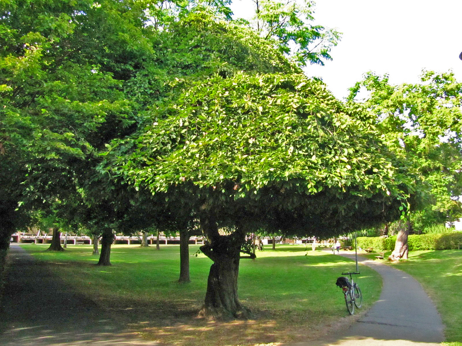 Carpinus betulus 'Pendula' - Salinental Bad Kreuznach - Aug. 2024