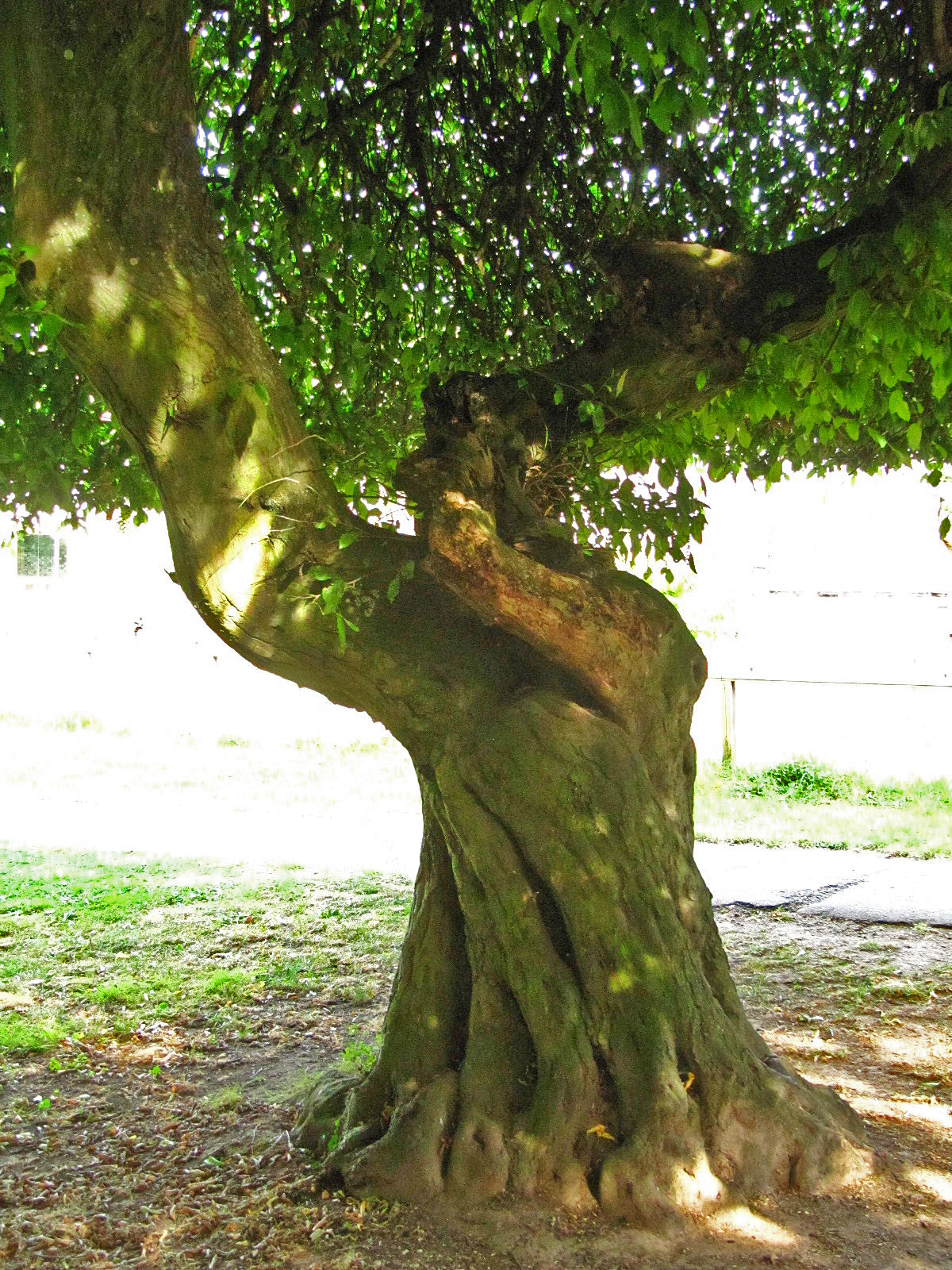 Carpinus betulus 'Pendula' - Salinental Bad Kreuznach - Aug. 2024