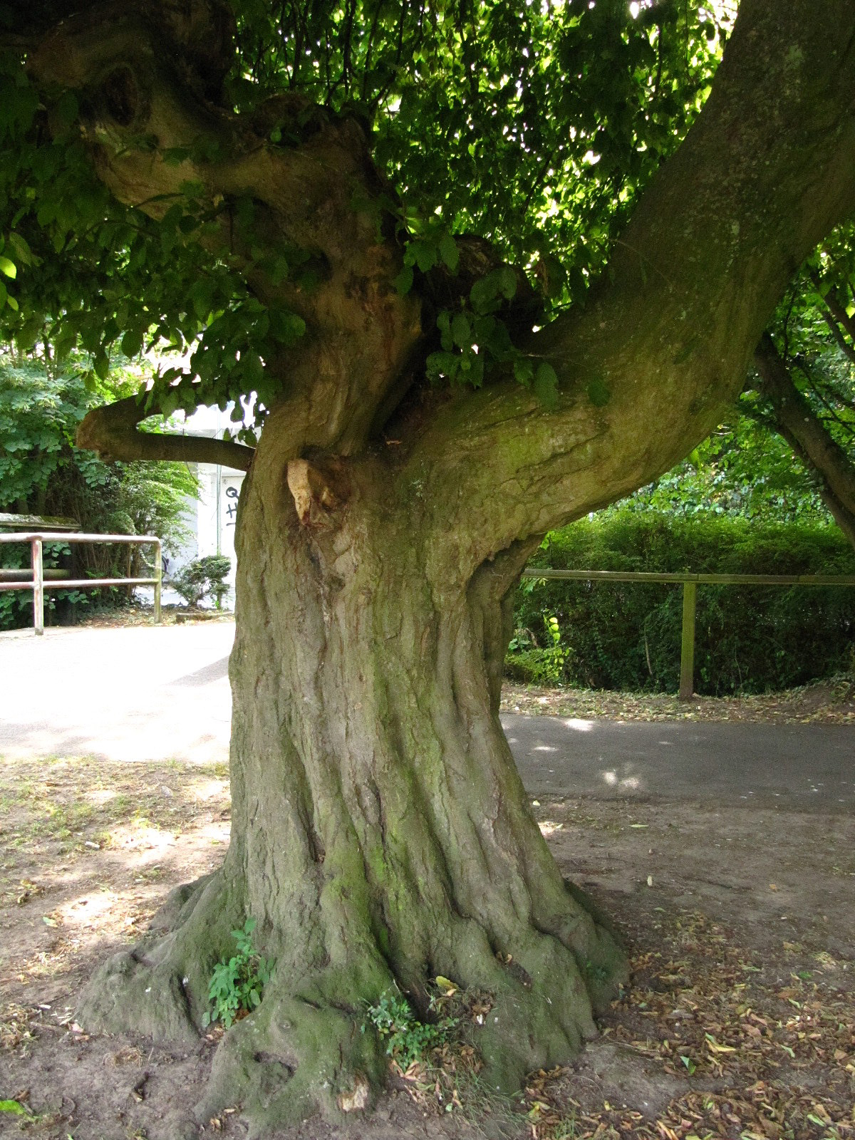 Carpinus betulus 'Pendula' - Salinental Bad Kreuznach - Aug. 2024